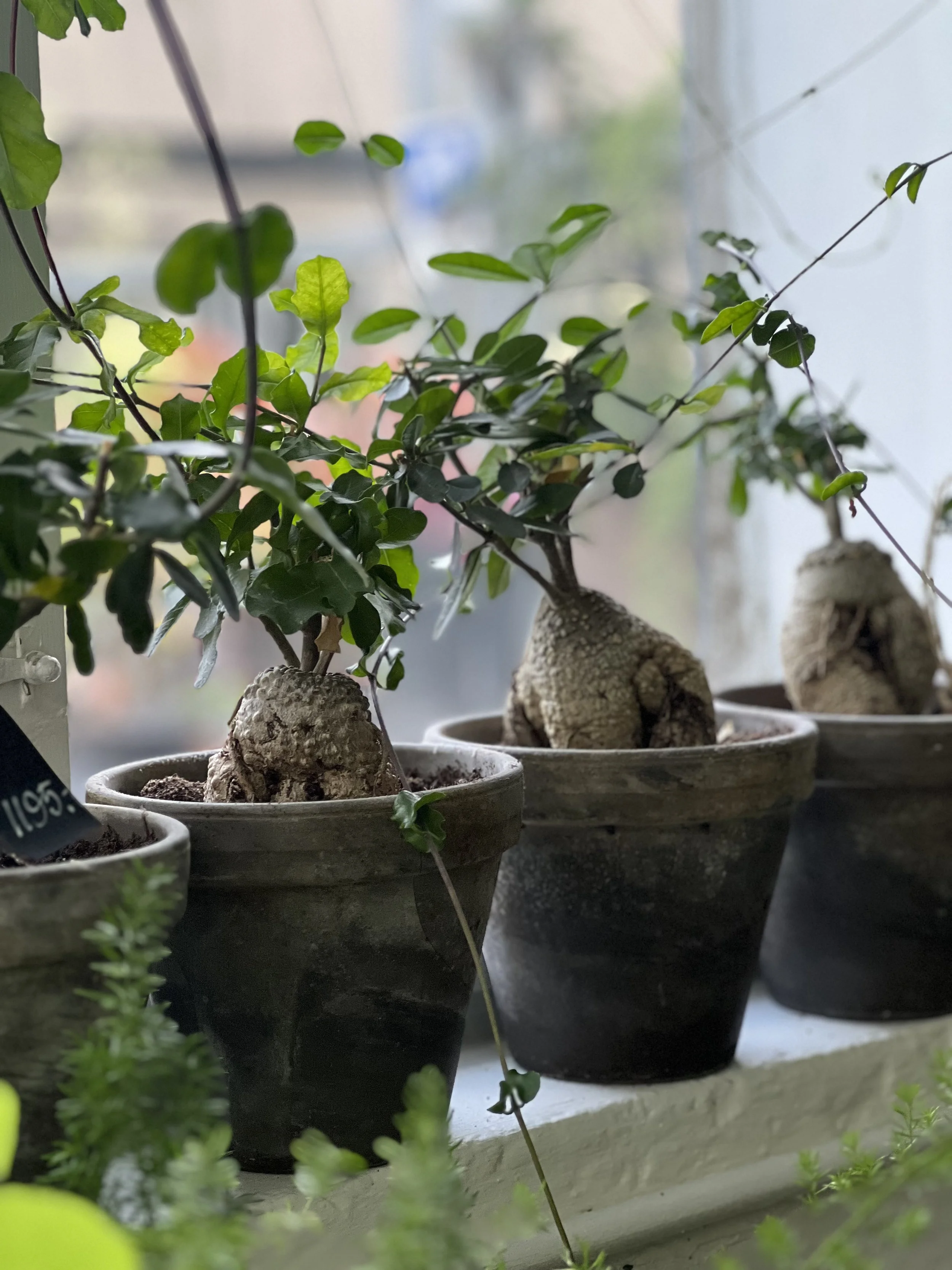 Fokea edulis m potte