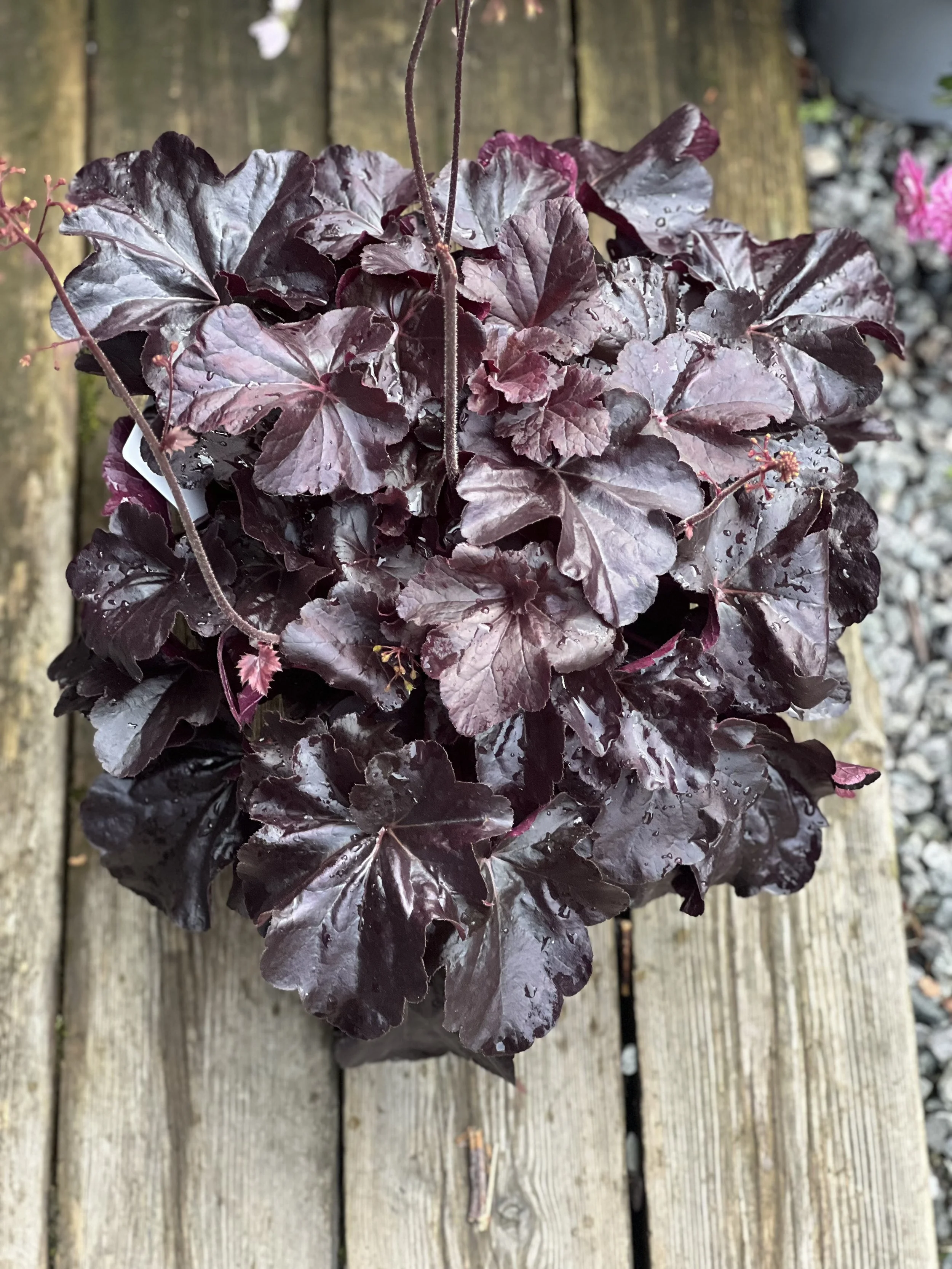 Heuchera Obsidian L