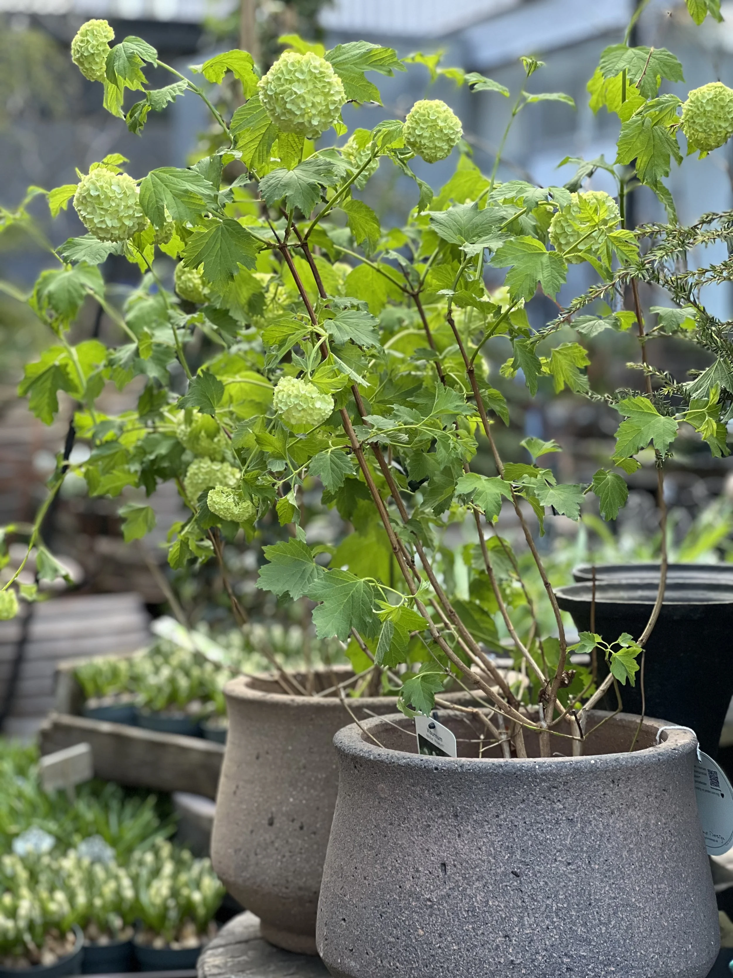 Viburnum Rossum opulus