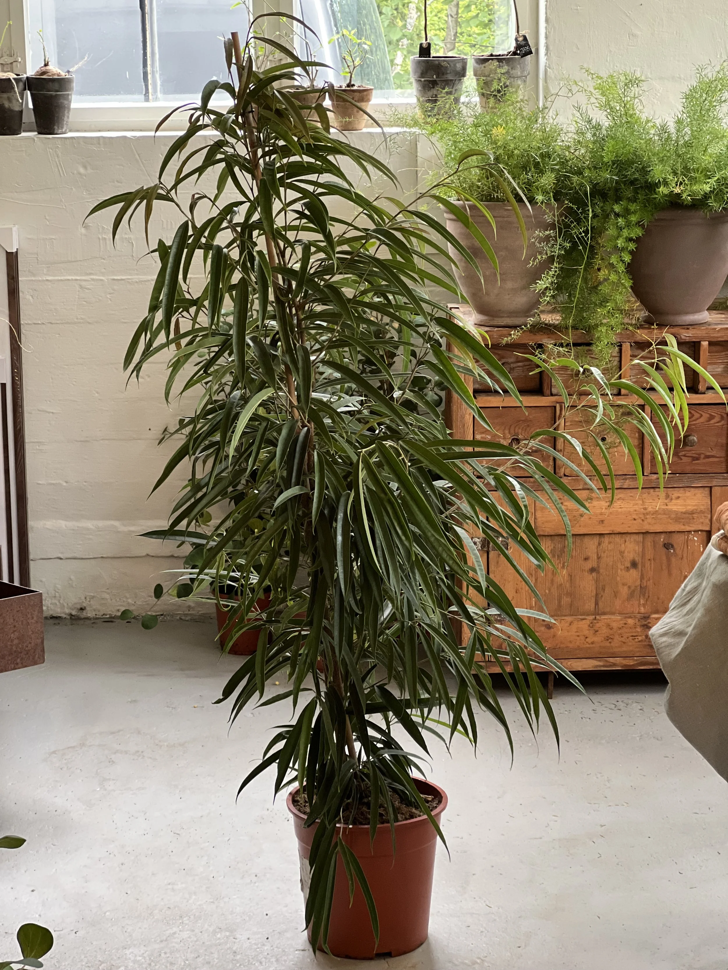 Ficus Alii 150cm