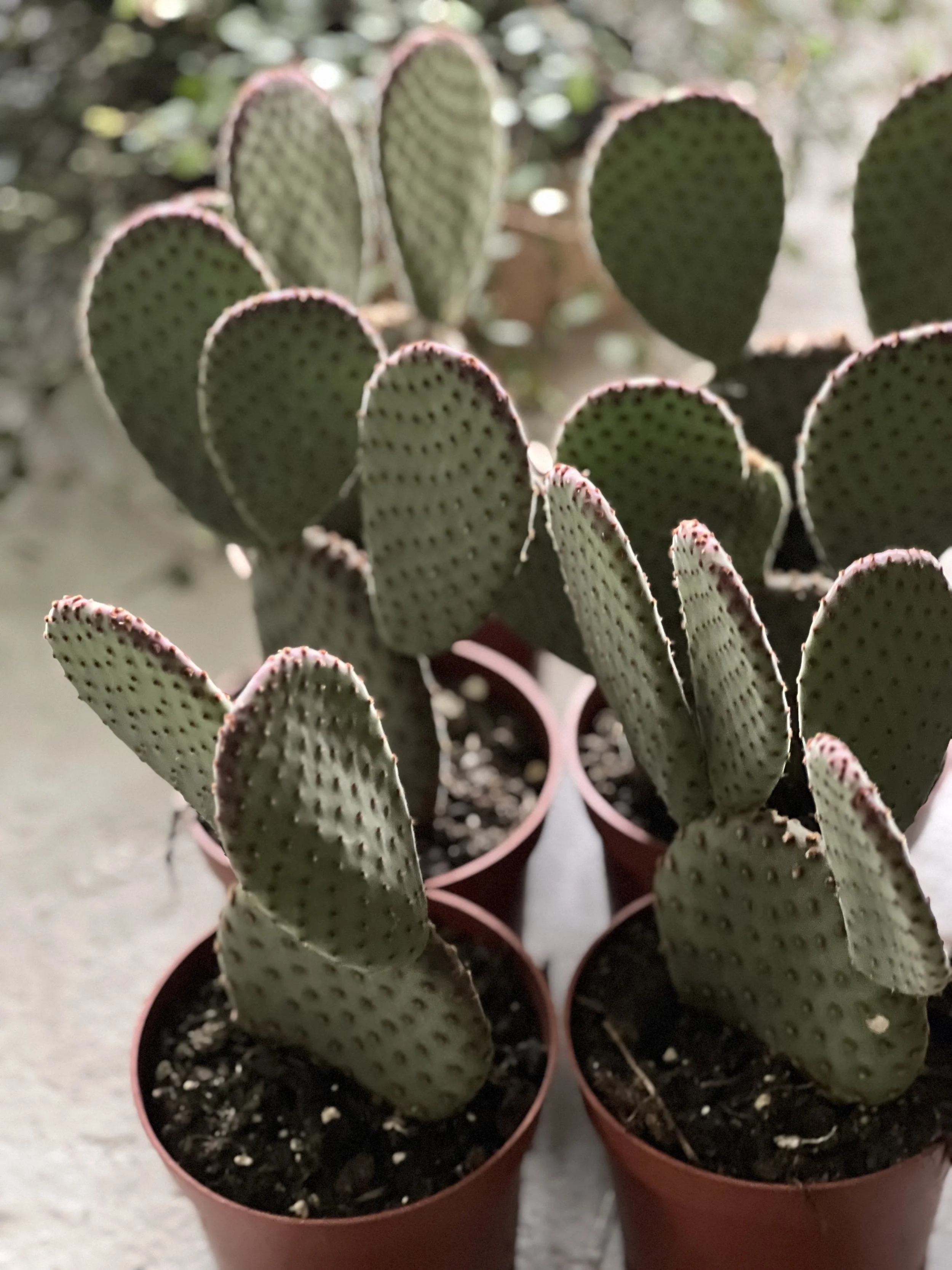 Opuntia Cactus