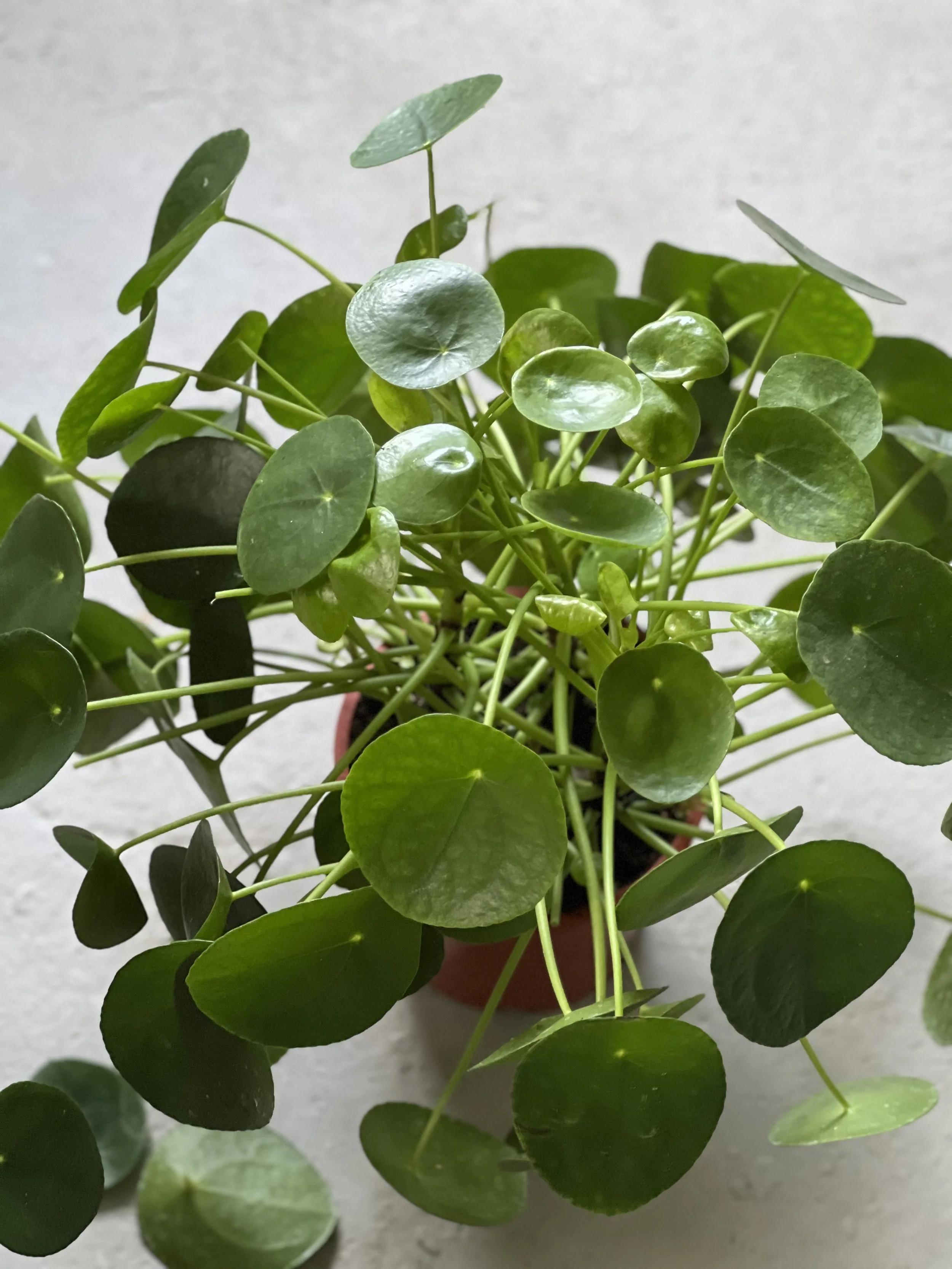 Pilea peperomiodes XL