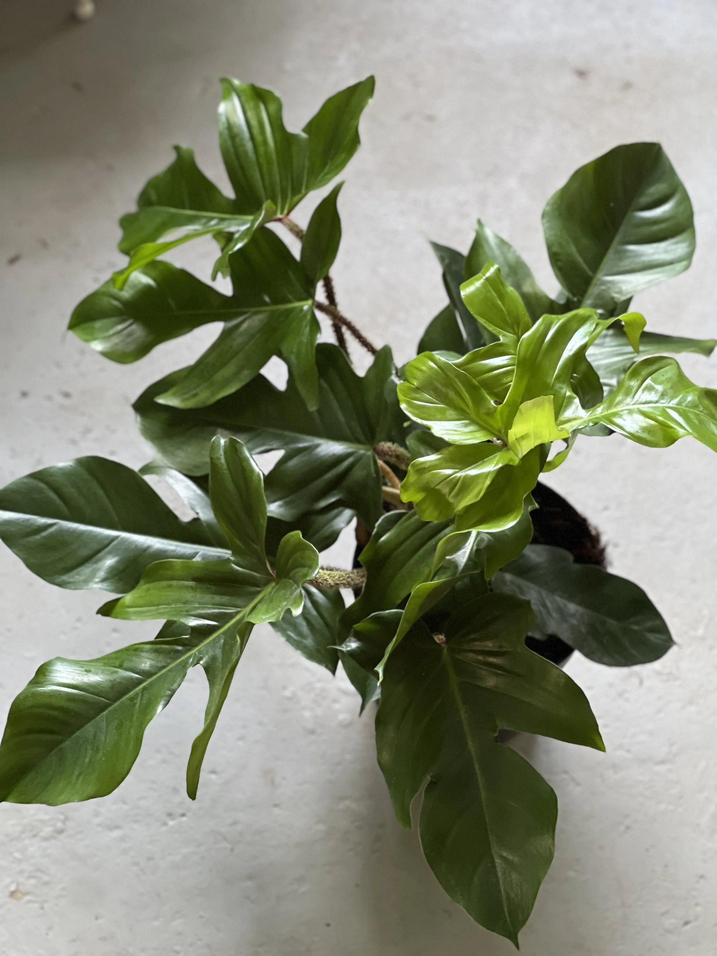 Philodendron Squamiferum
