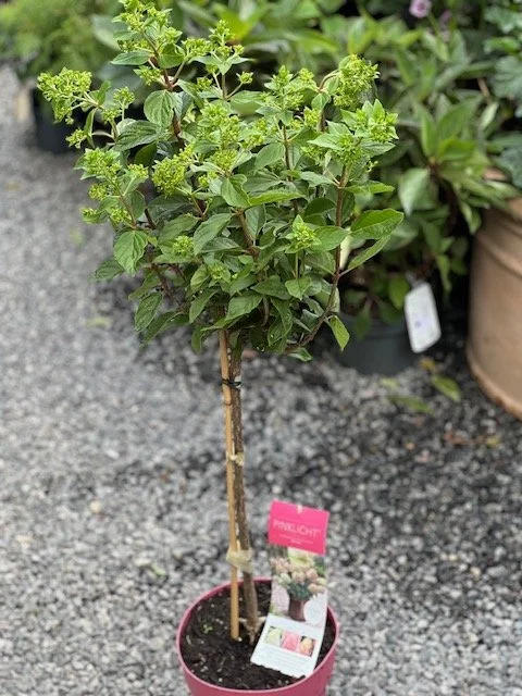 Hydrangea pan Pinklight oppstammet