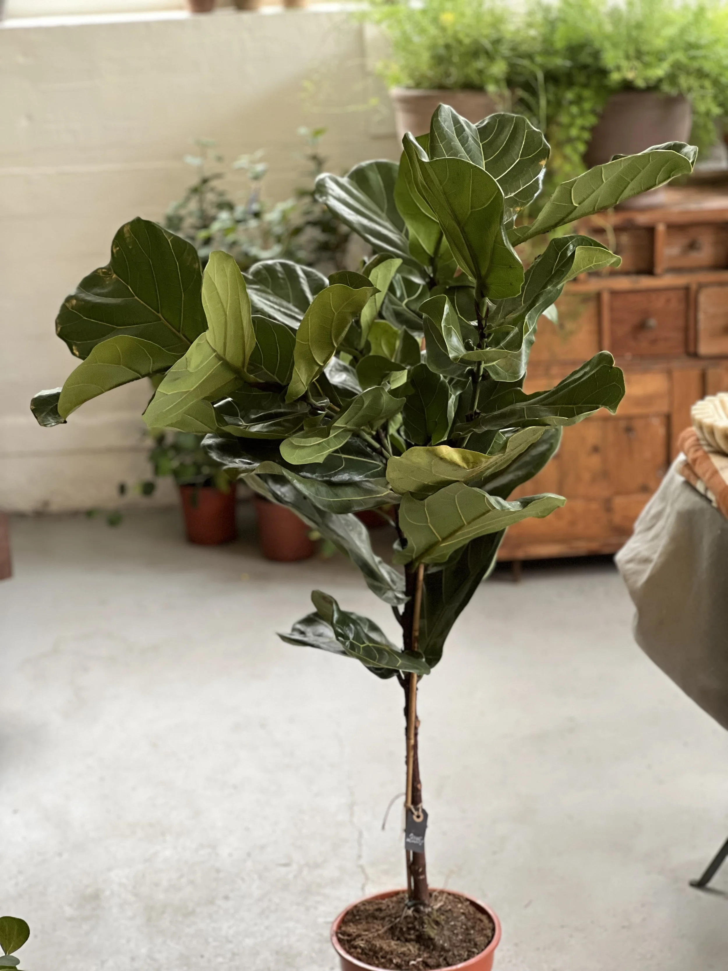 Ficus Lyrata 15cm