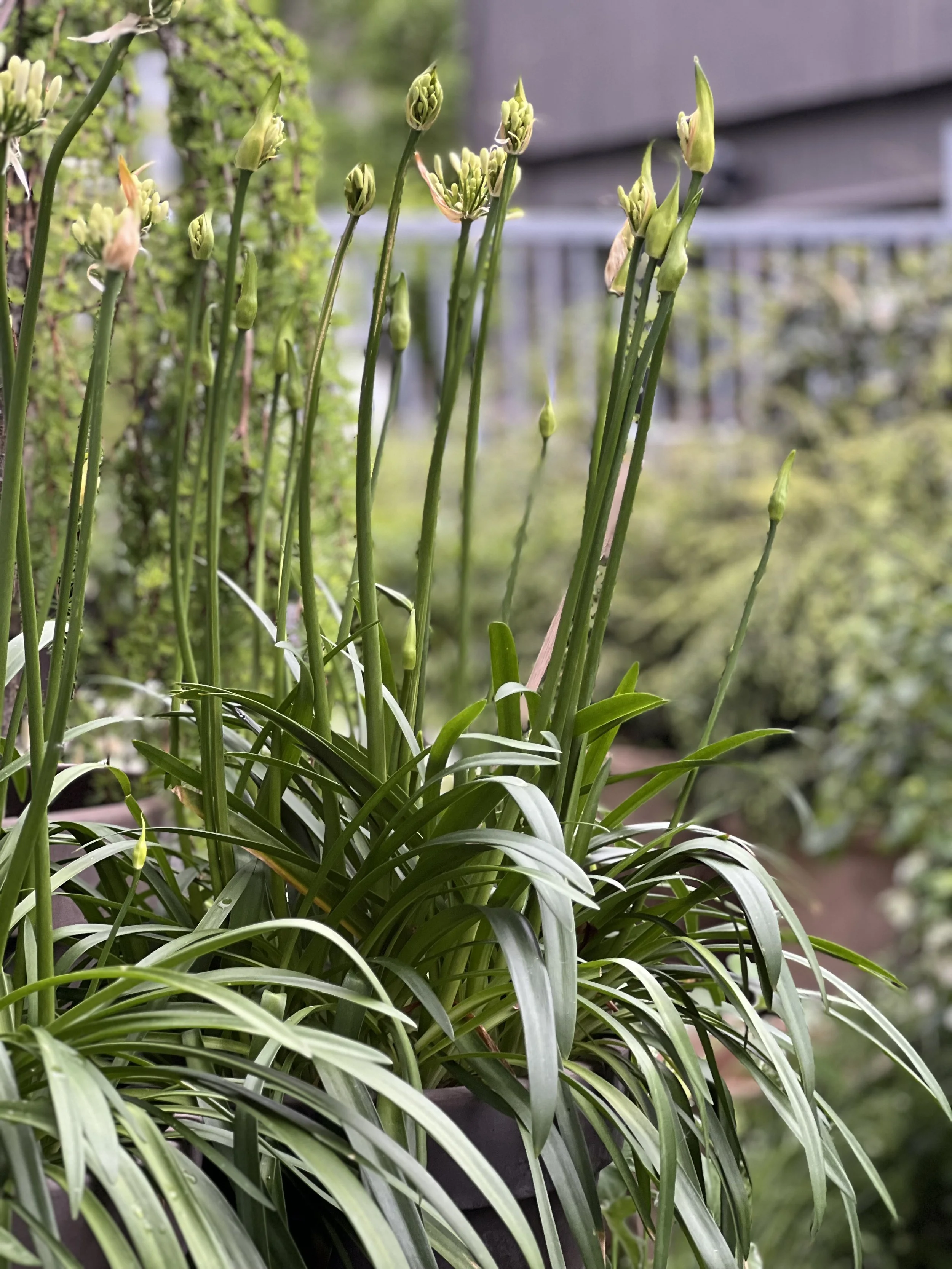 Agapanthus hvit