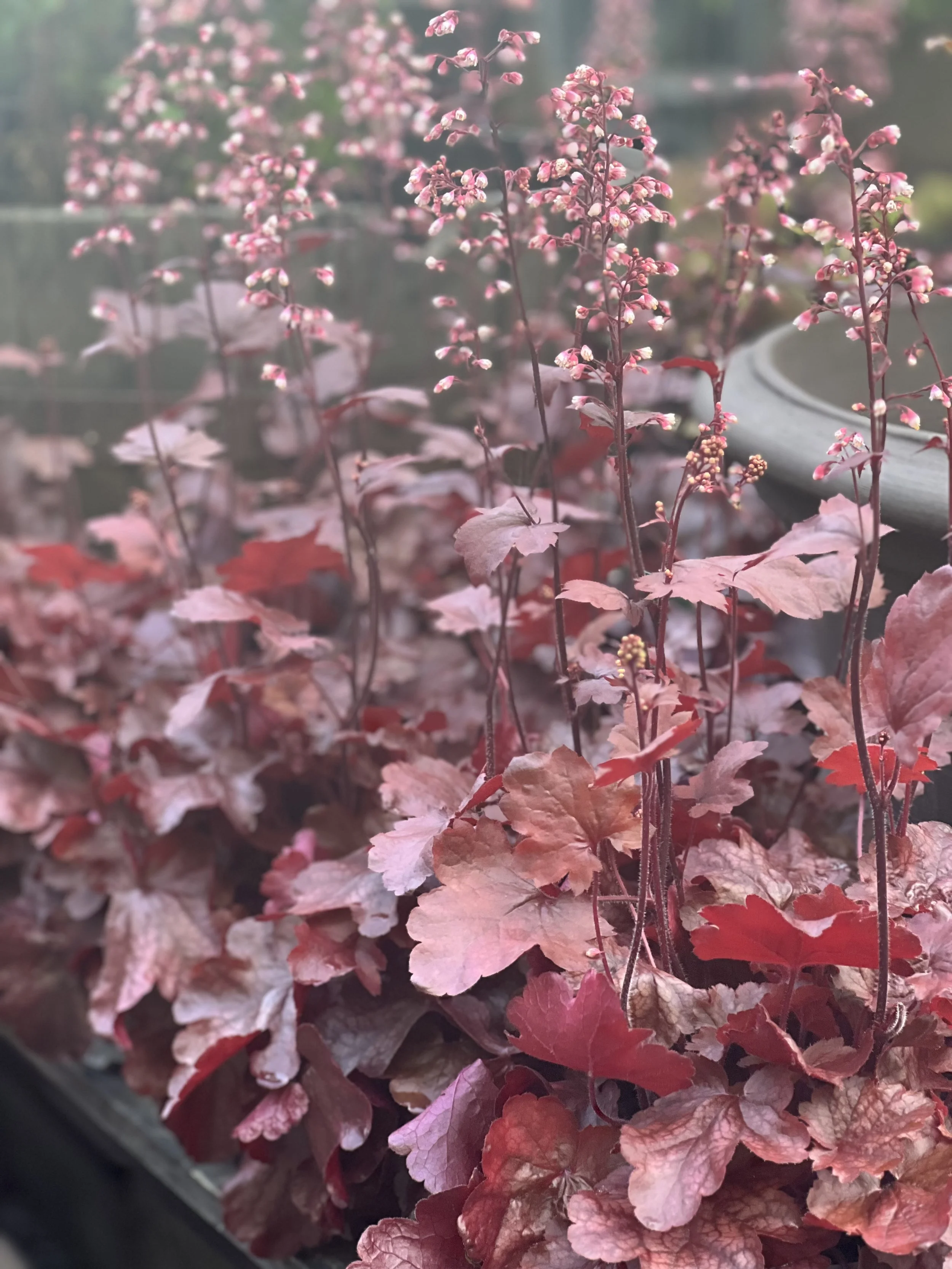 Heuchera høst