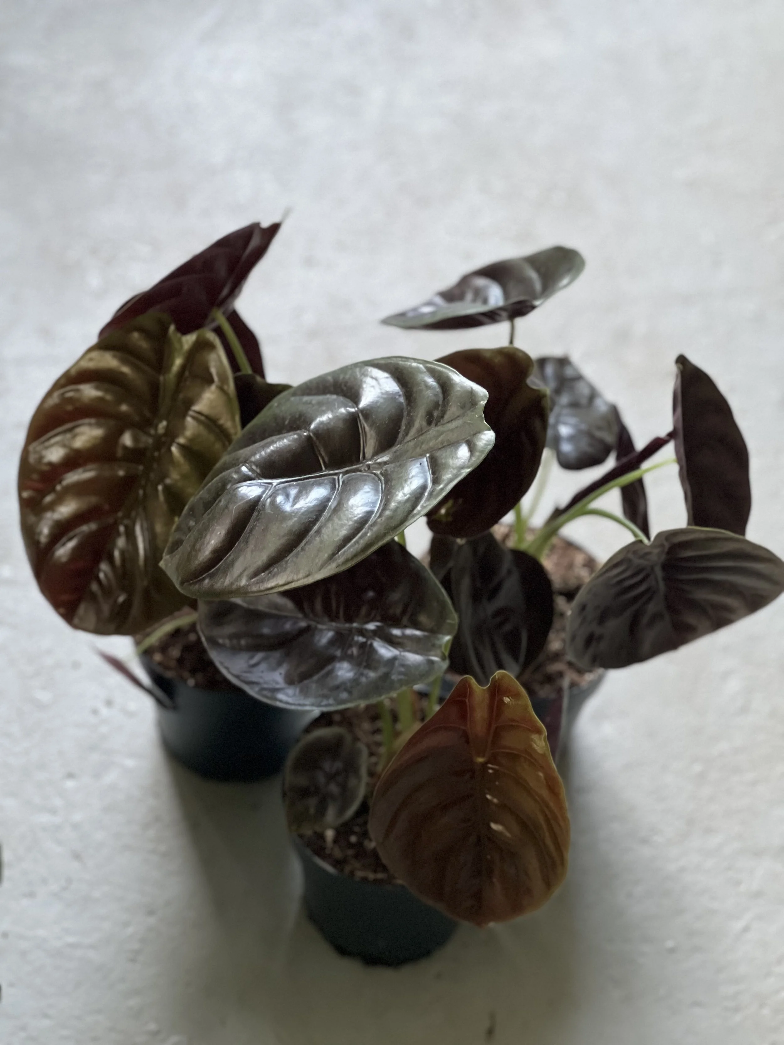 Alocasia Red Secret