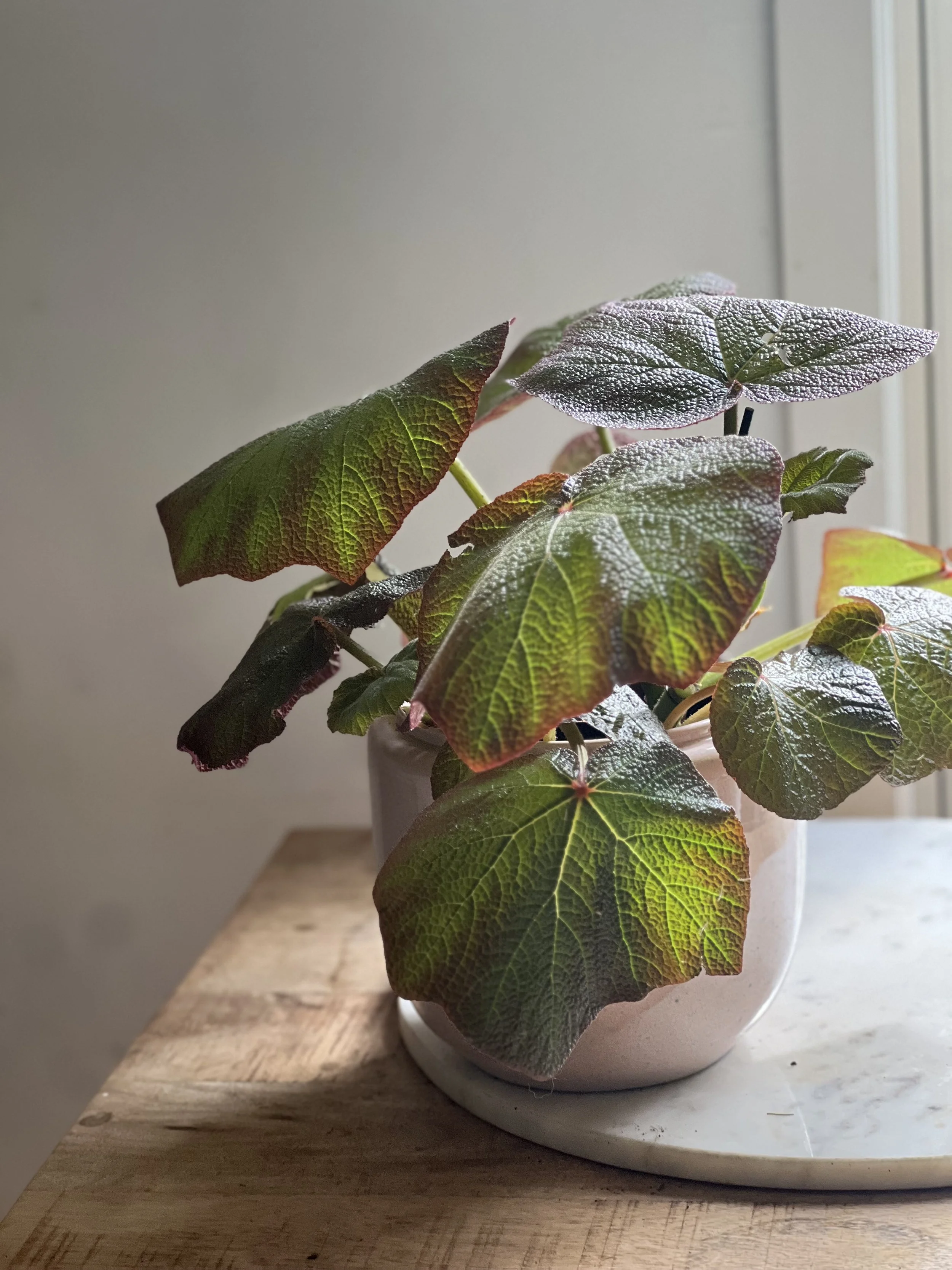 Begonia rex Brown Forrest