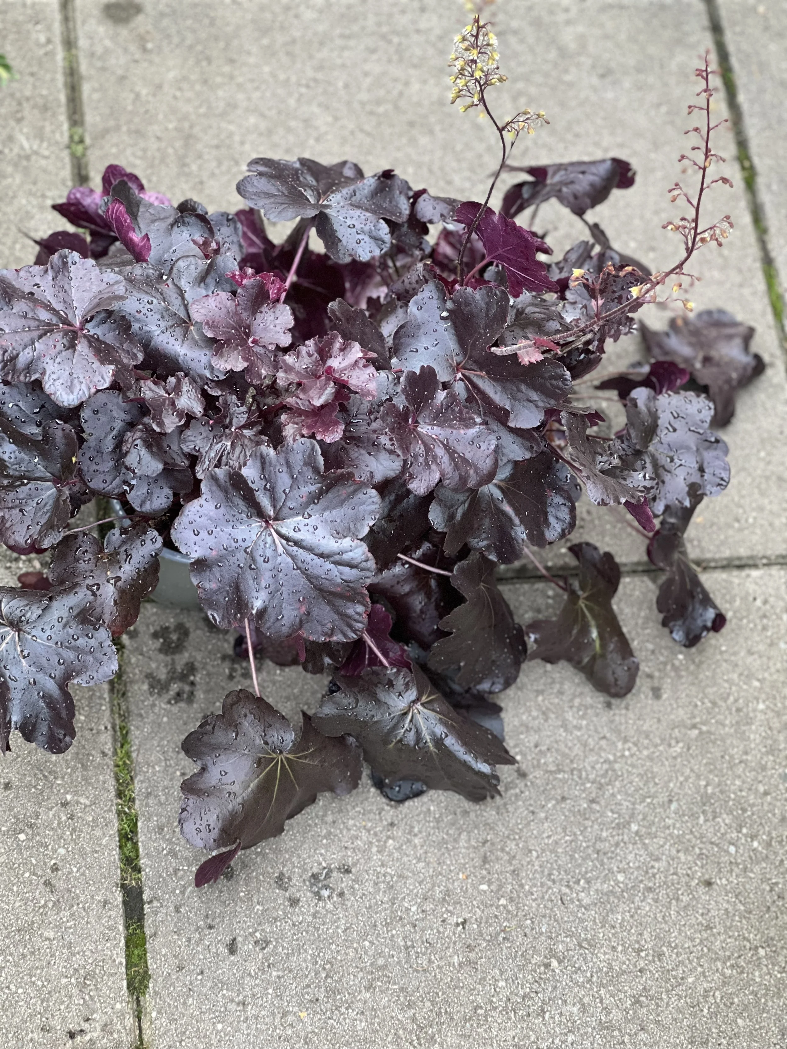 Heuchera Obsidian S