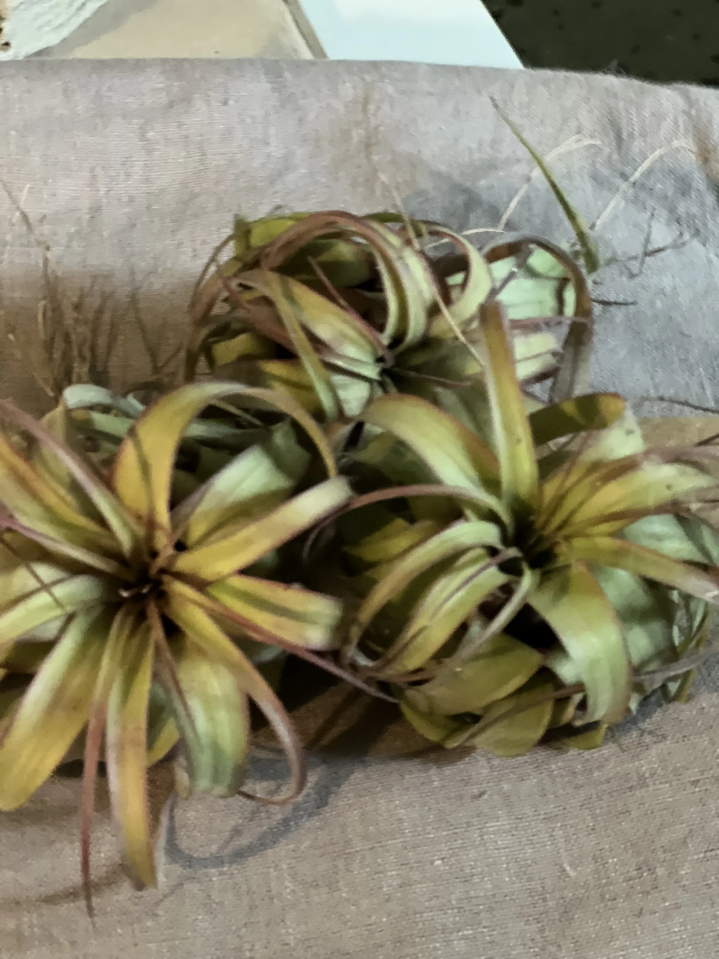Tillandsia