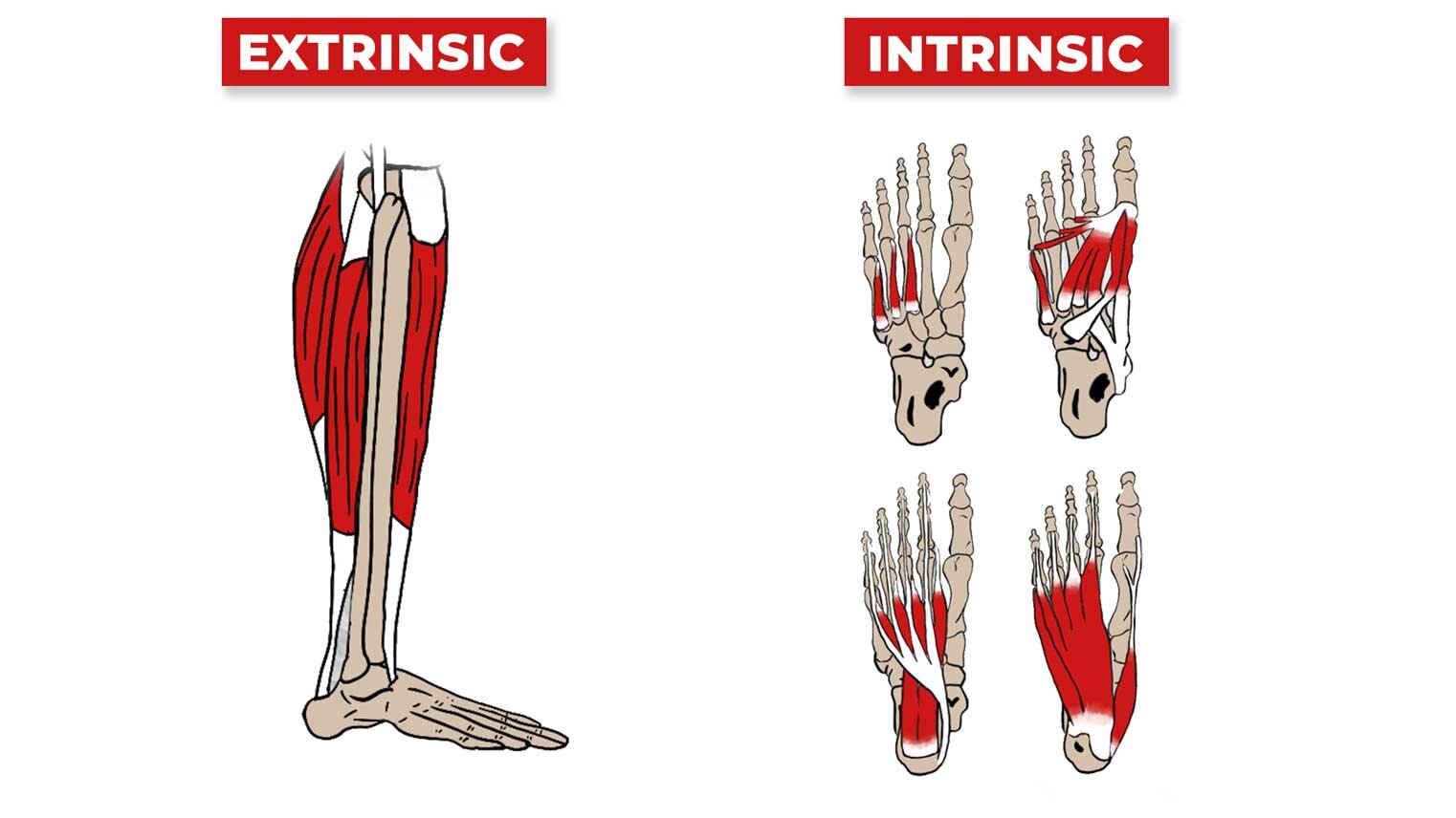 intrinsic and extrinsic muscles of the hand