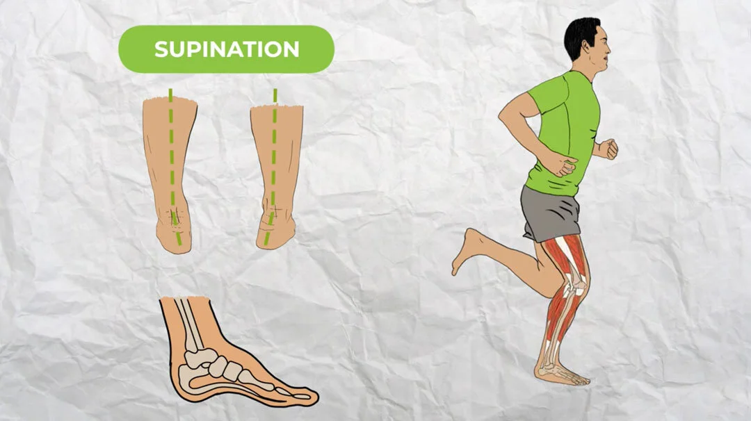 Ankle Supination Muscles | Best Exercises For Supination – GXIE
