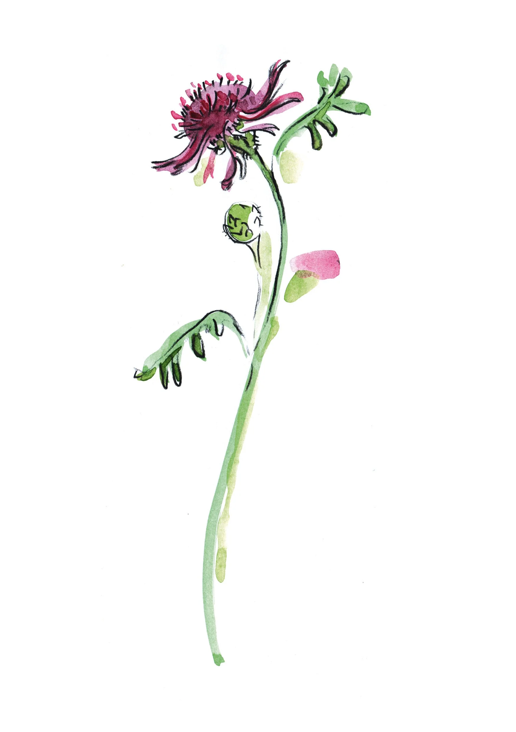 Flockenblume web.jpg