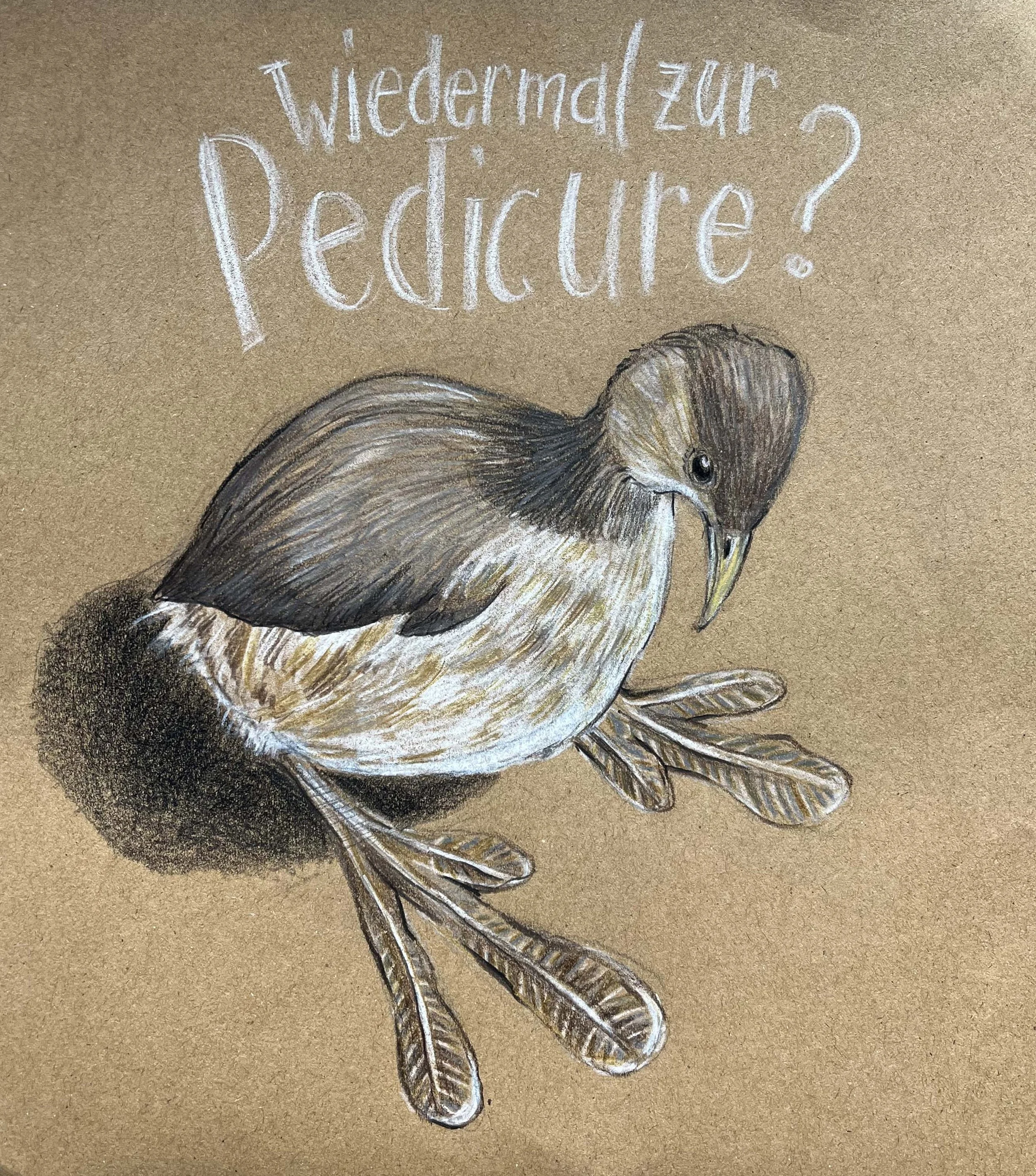 Zwergtaucher web.jpg