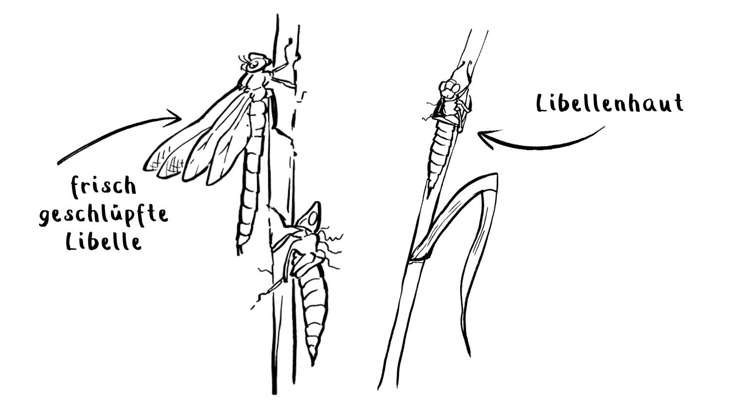 Libellenhäute.jpg
