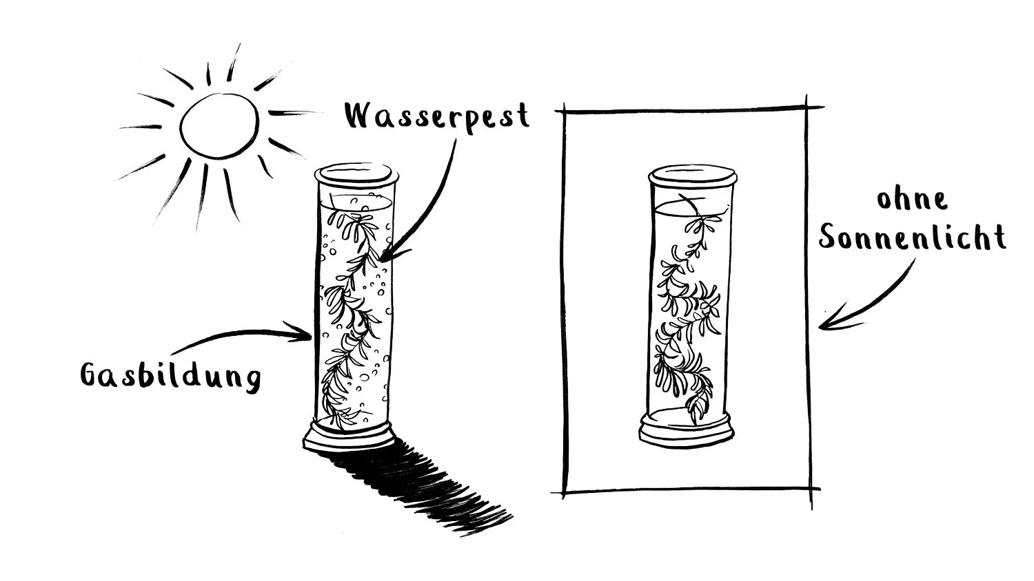Licht und Fotosynthese.jpg