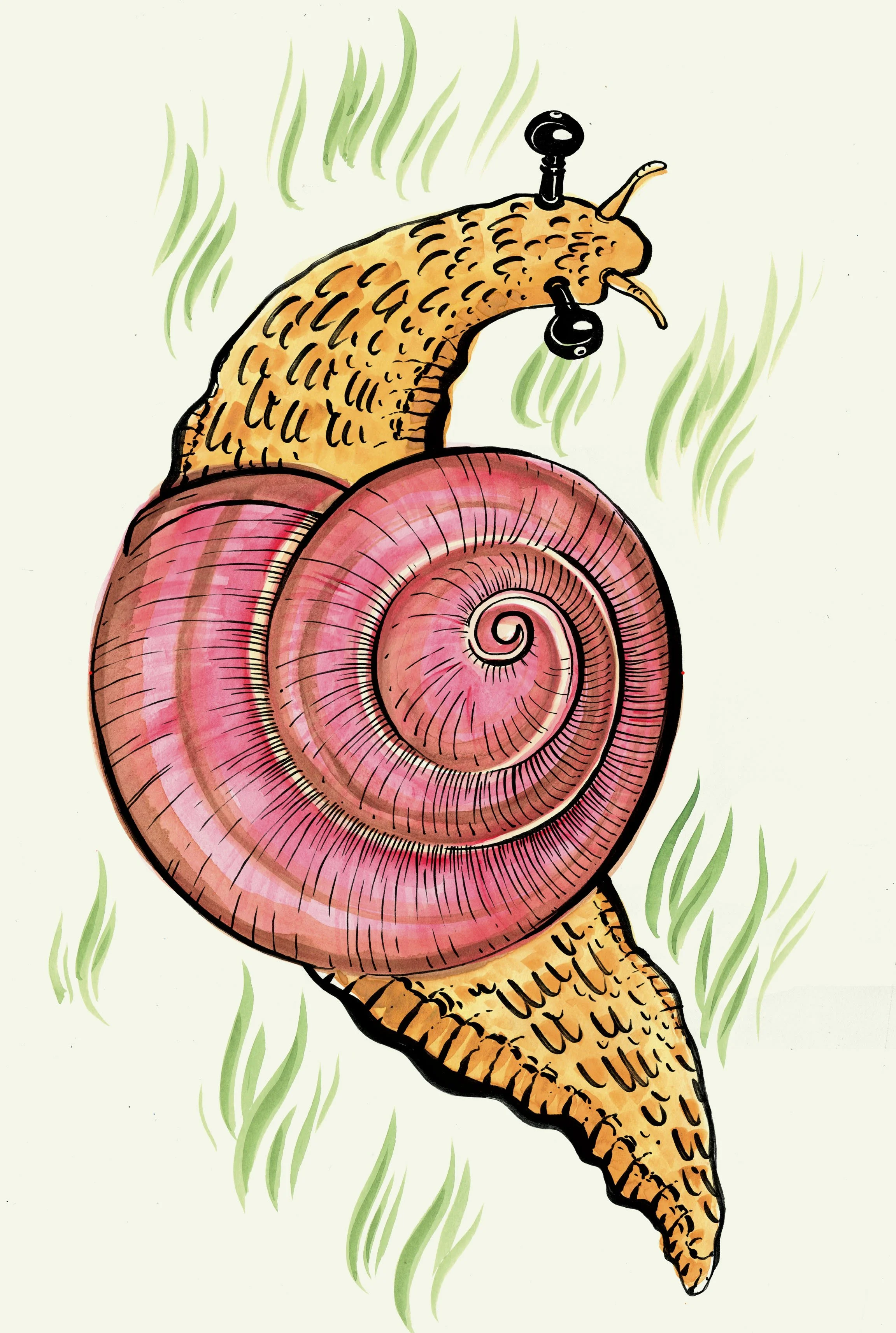 Schnecke farbig RGB.jpg
