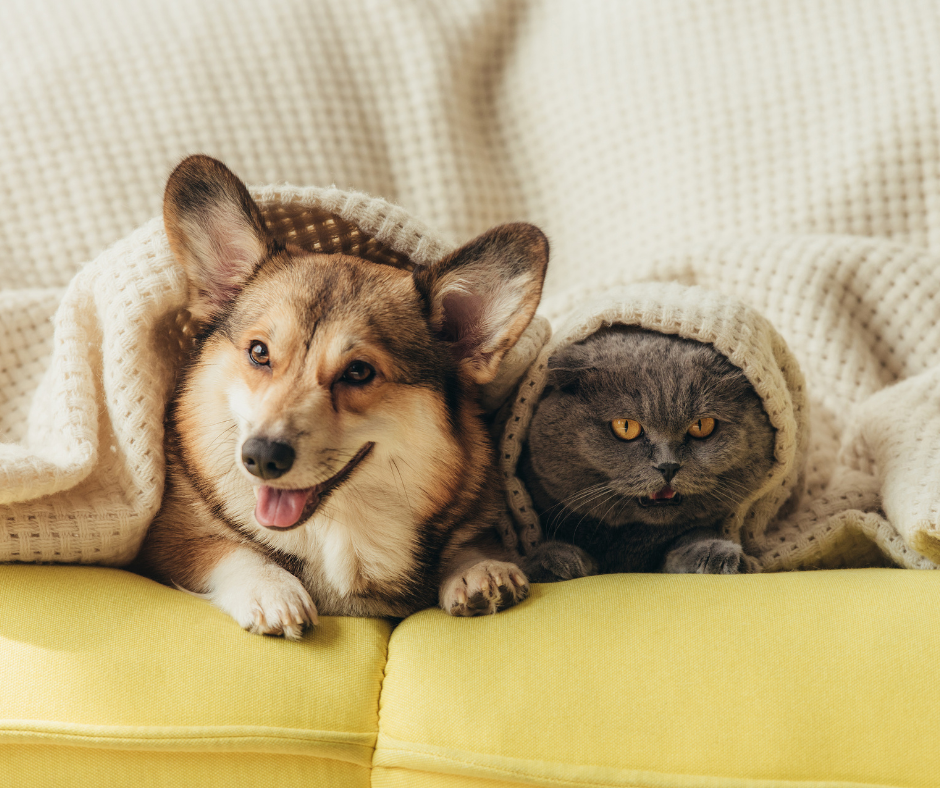 Purr-fectly Clean: A Housekeeper’s Guide to Maintaining a Tidy Home with Pets