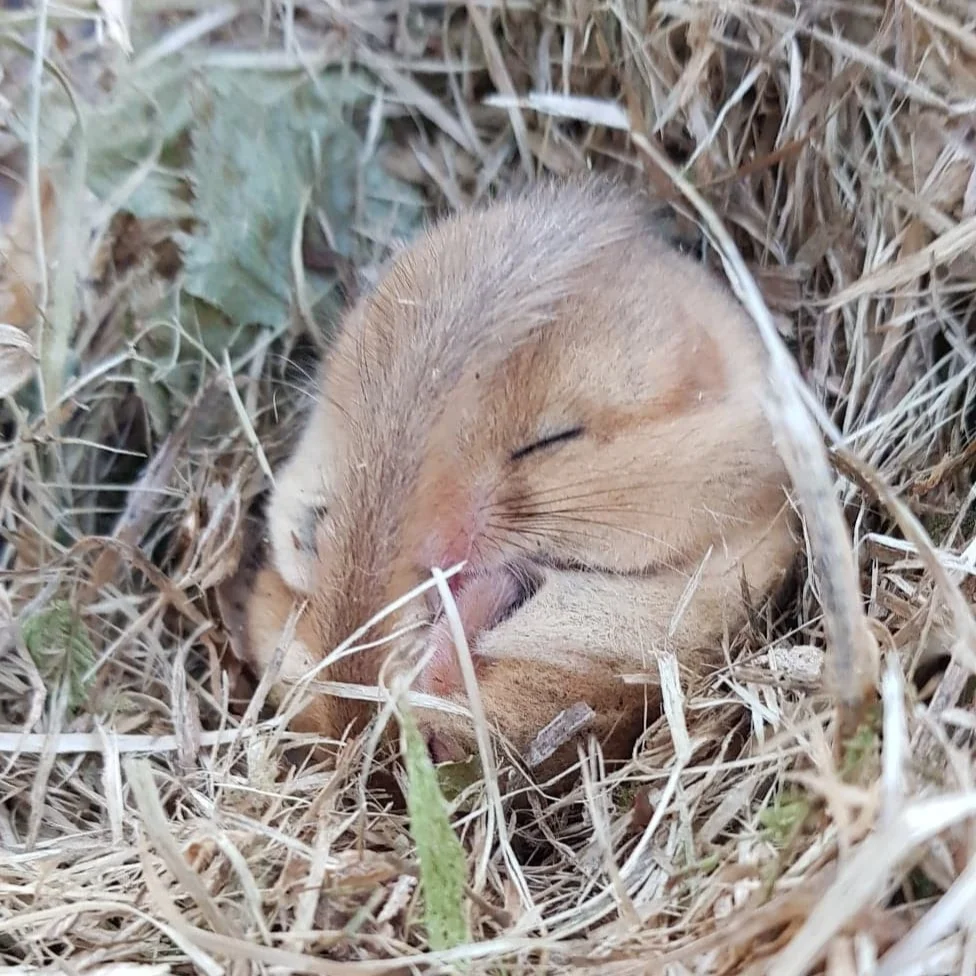 Hazel dormouse