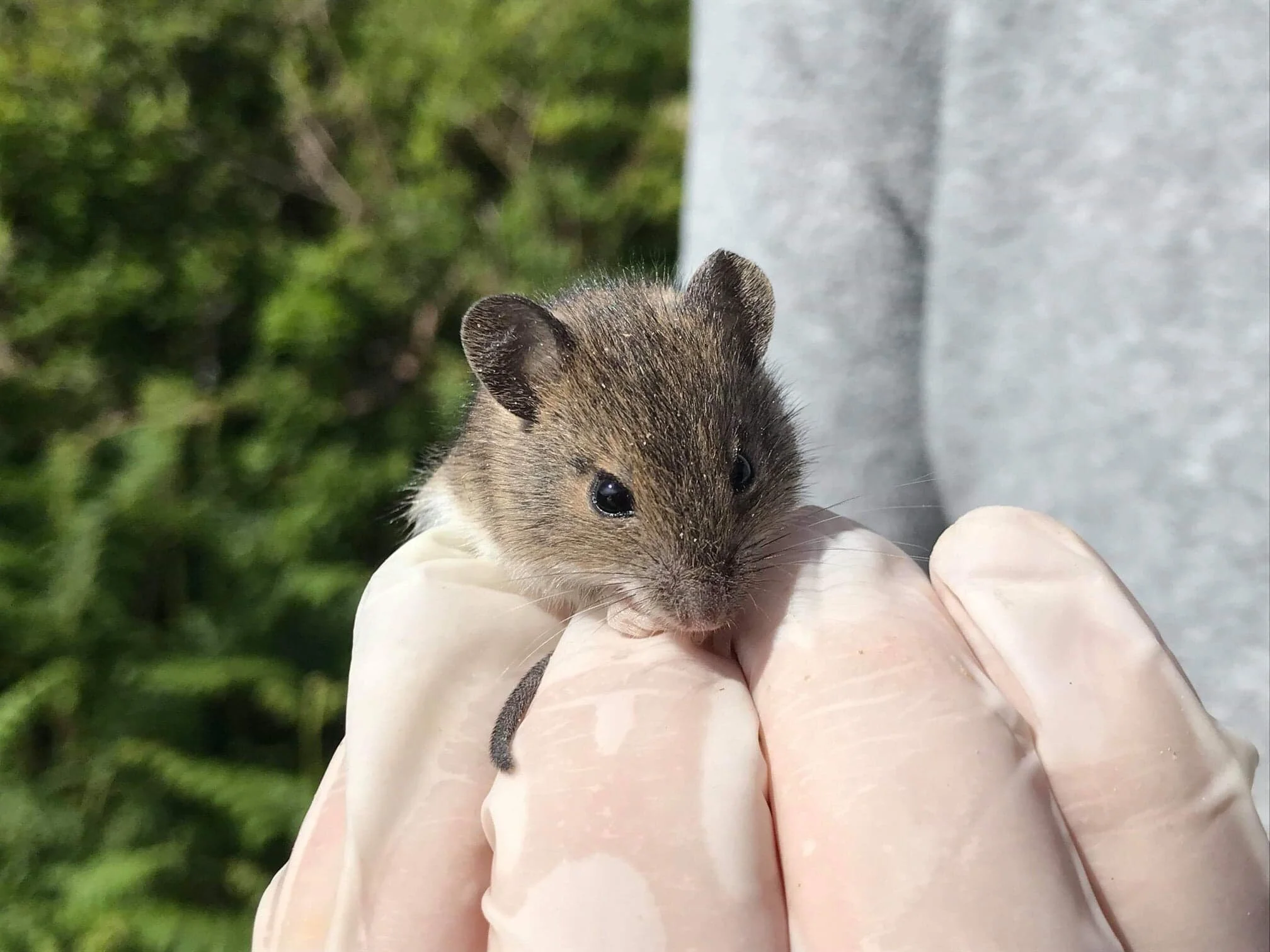 Wood mouse