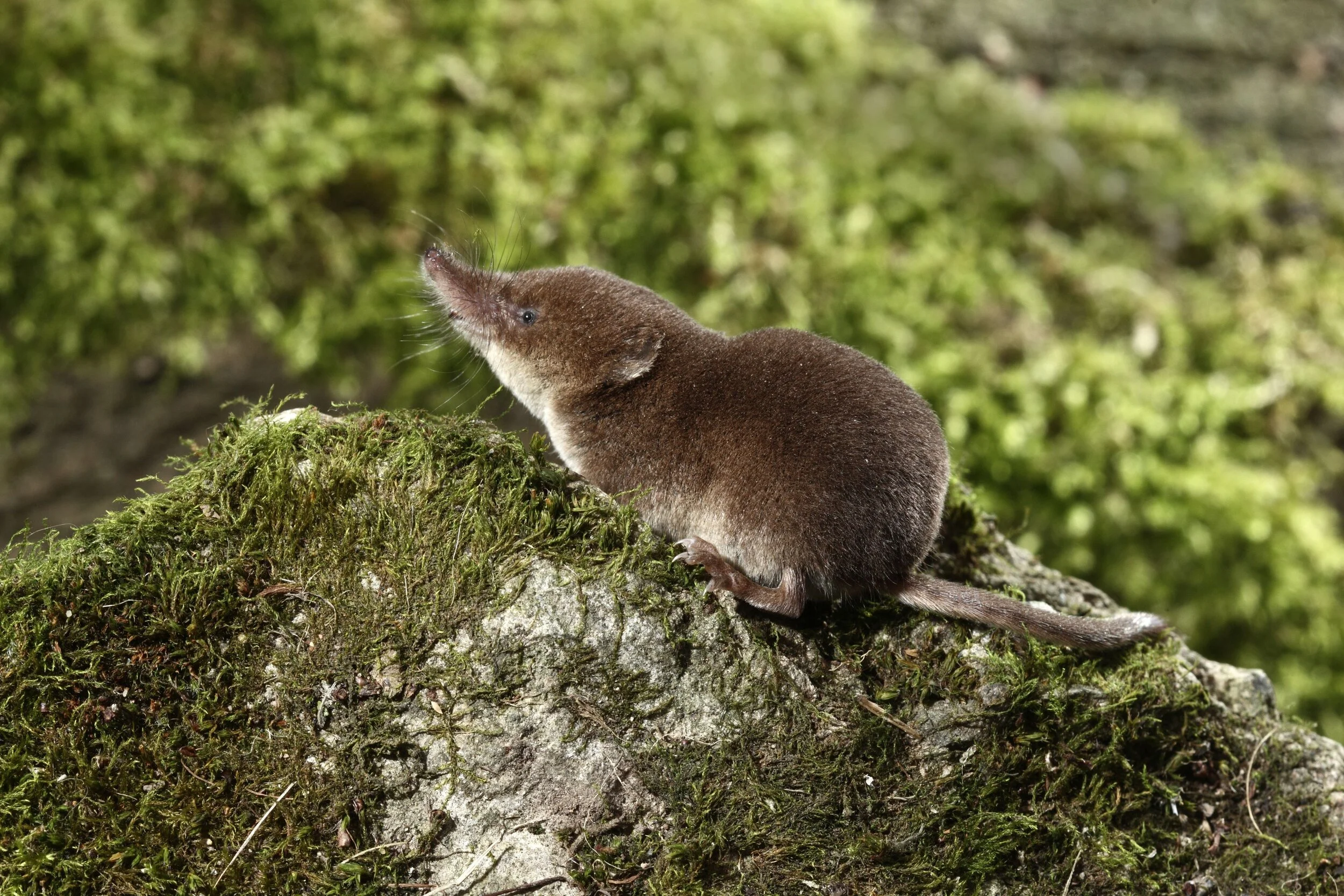Common Shrew Small Mammal Group