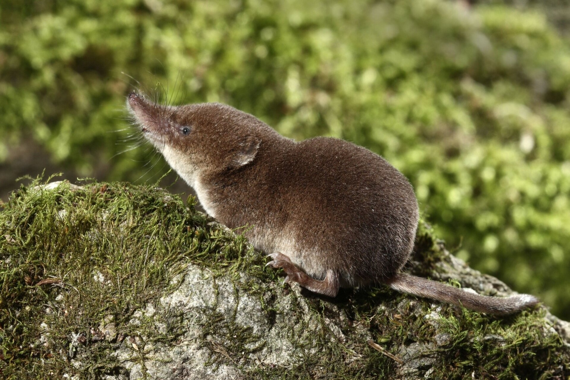 Common Shrew