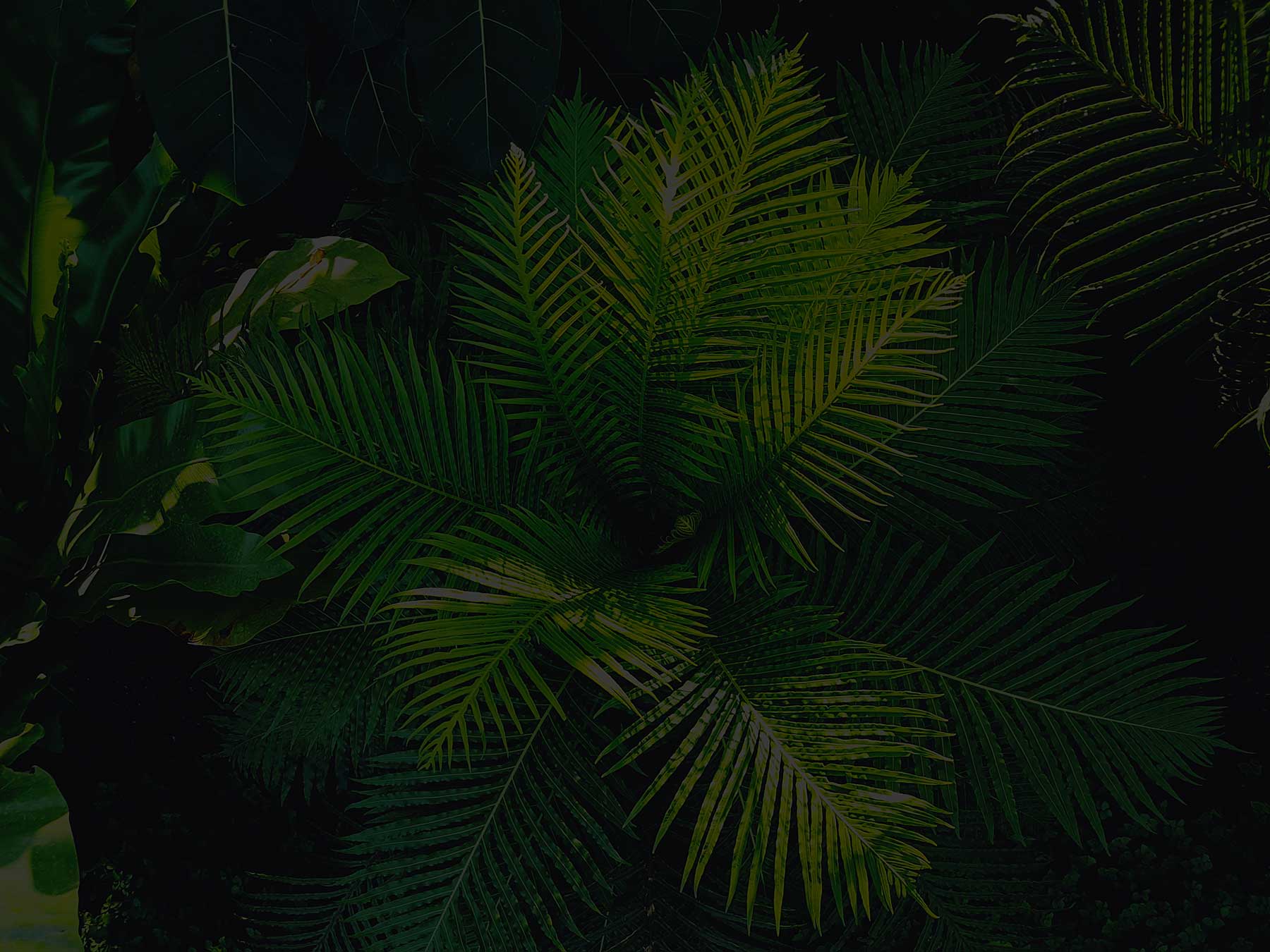 ferns.jpg