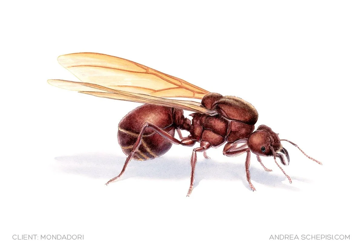 Andrea-Schepisi-editorial-illustration-nature-watercolor-flying-ant.jpg