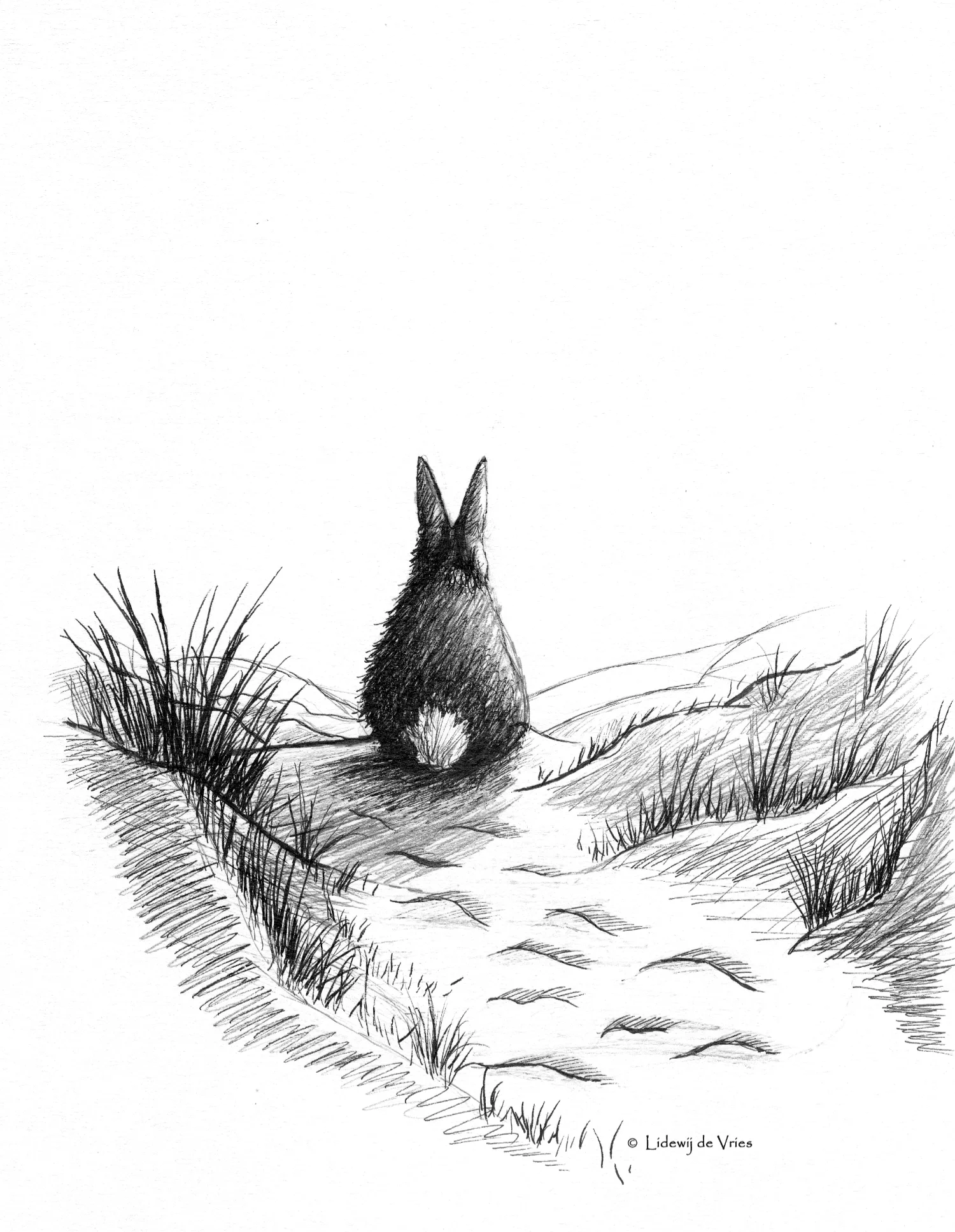 Rabbit