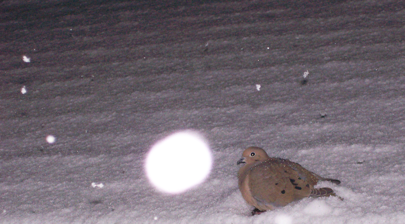 Snowfall with Dove
