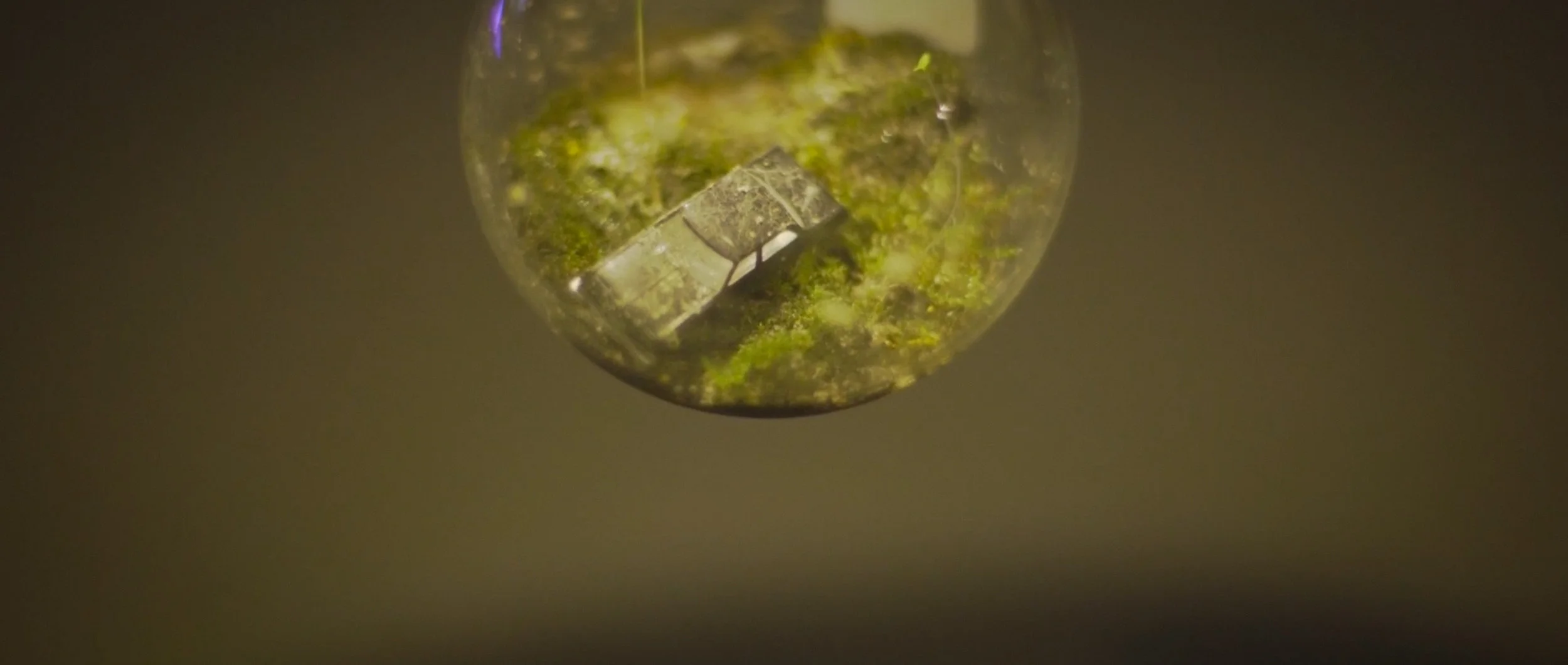 Menagerie of Microbes