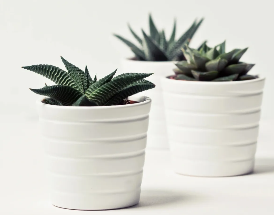 MADEWELL | Roots, Shoots &amp; Leaves Pop-Up