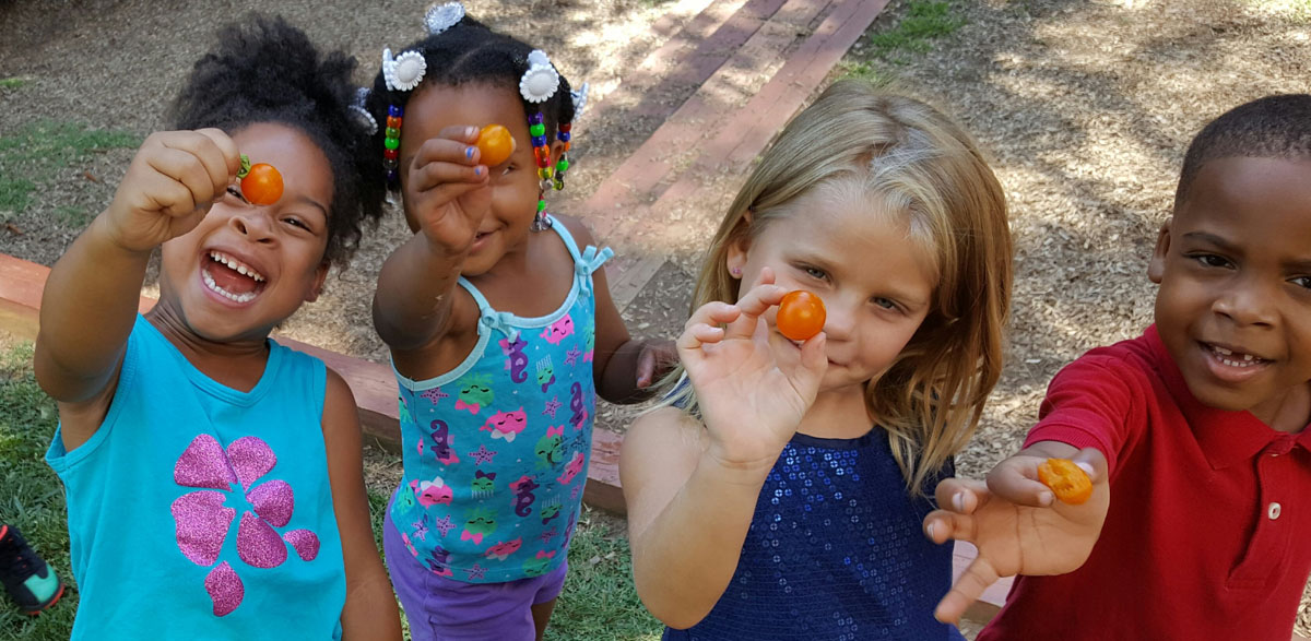 garden_tomatoes.jpg