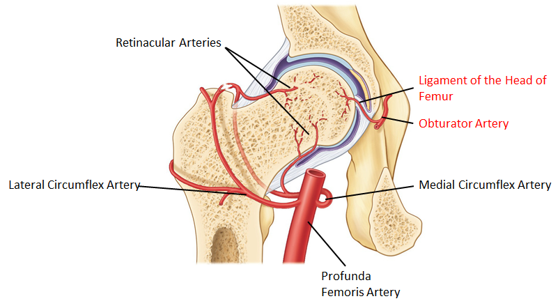 The medial and lateral circumflex arteries supply blood to the femoral head...