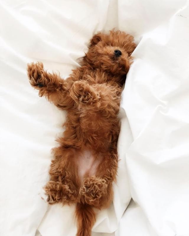 When it's #takeyourdogtoworkday but your pup needs to hit snooze for 5 more mins / 📷 @indoisyours #sleepriot .
.
.
.
.
#dogsofinstagram #puppiesofinstagram #mood #weekendmood #vibes #sleepingin #pjsallday #sleepwear #loungewear #dreamteam