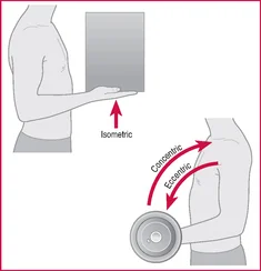 Les modes de contraction musculaire.