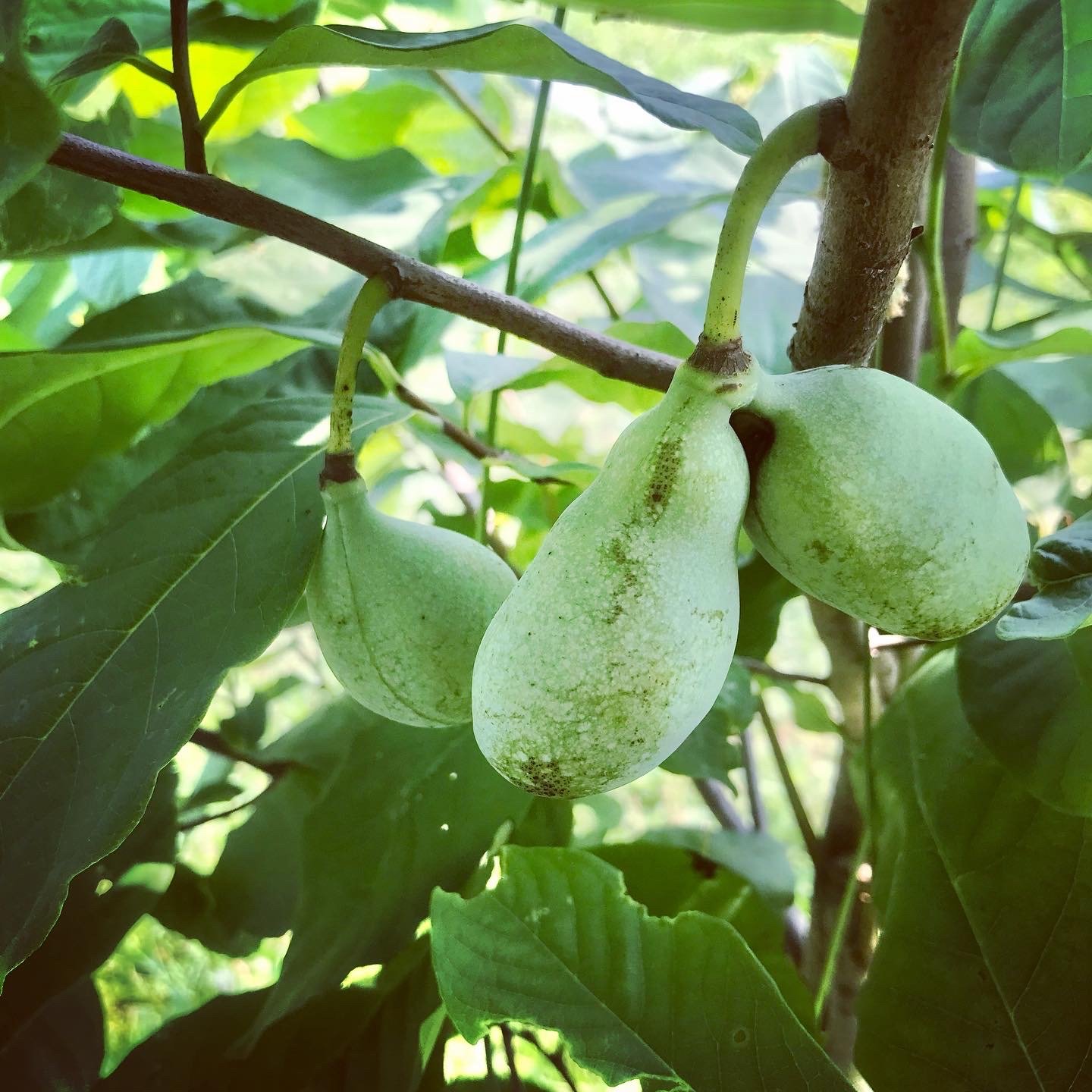 Pawpaws