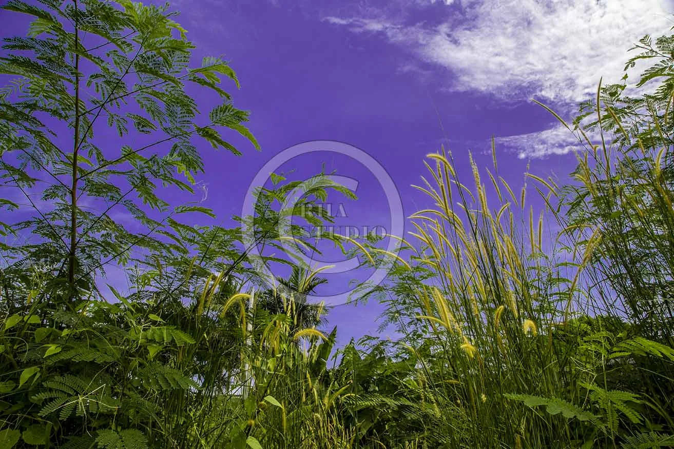 FERNS & GRASSES