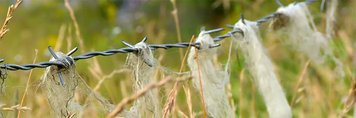 Sheeps wool on barbed wire.jpg