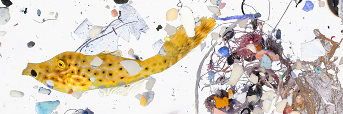 Fish and plastics - 1200 x 400 blog post pic.jpg