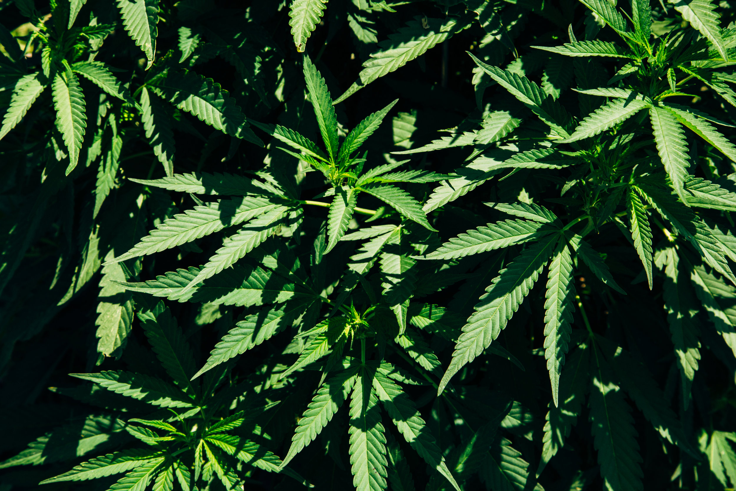 cannabis-oh-ladycakes