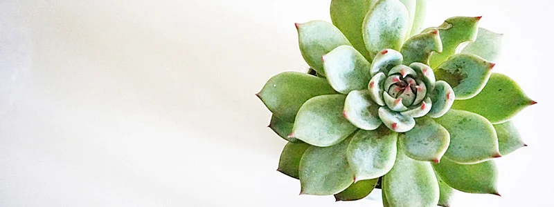 Succulent Background.jpg