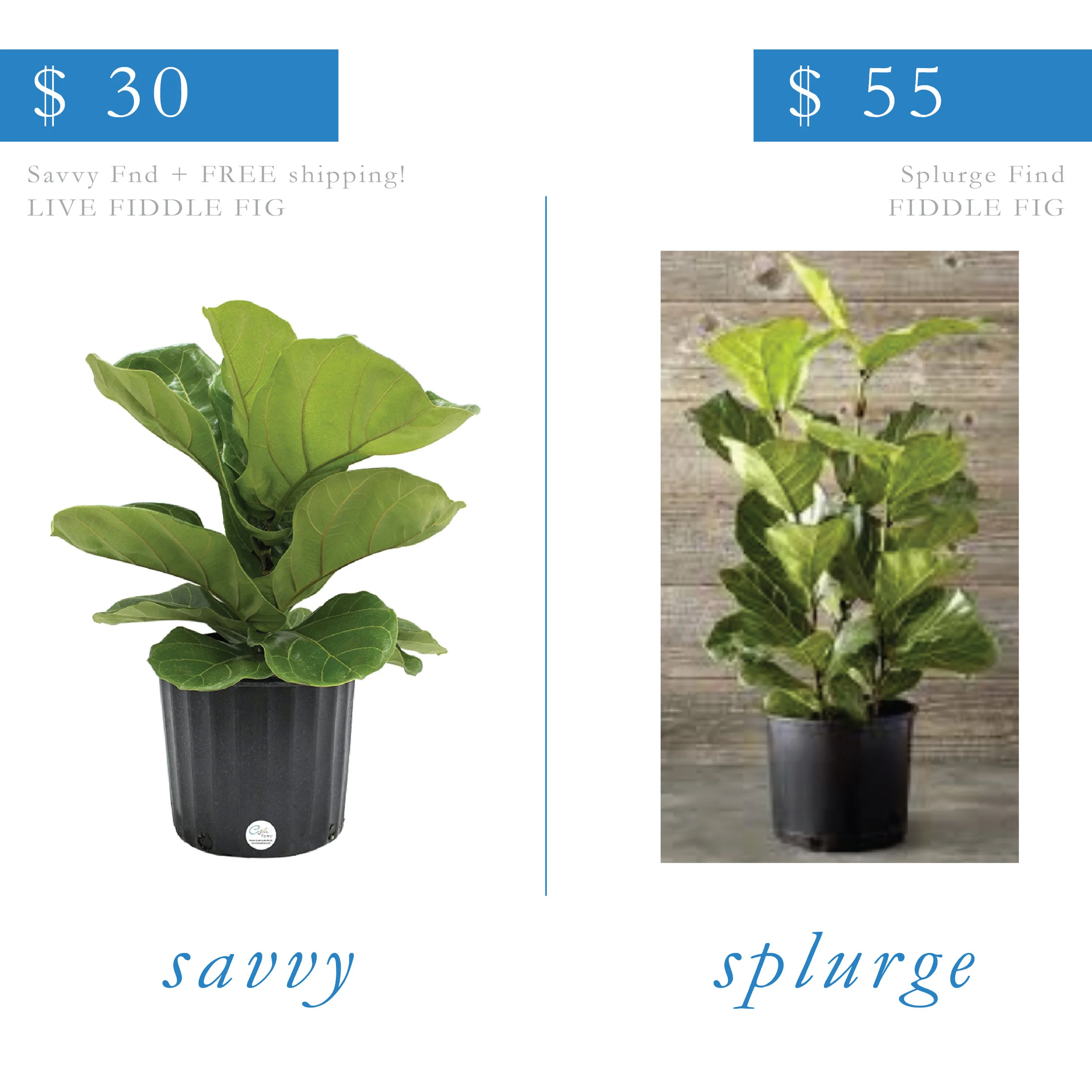 Live Fiddle Leaf Fig
