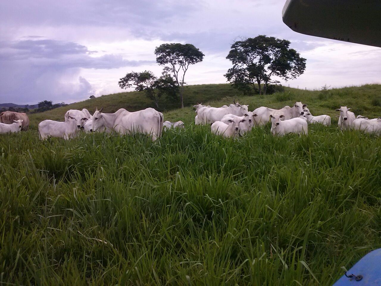 Featured image of post Imagens De Fazendas De Gado / Fazenda gado ms/ bonito r$ 115.000.000,, fazenda vitoria, são lourenço da serra, são paulo.