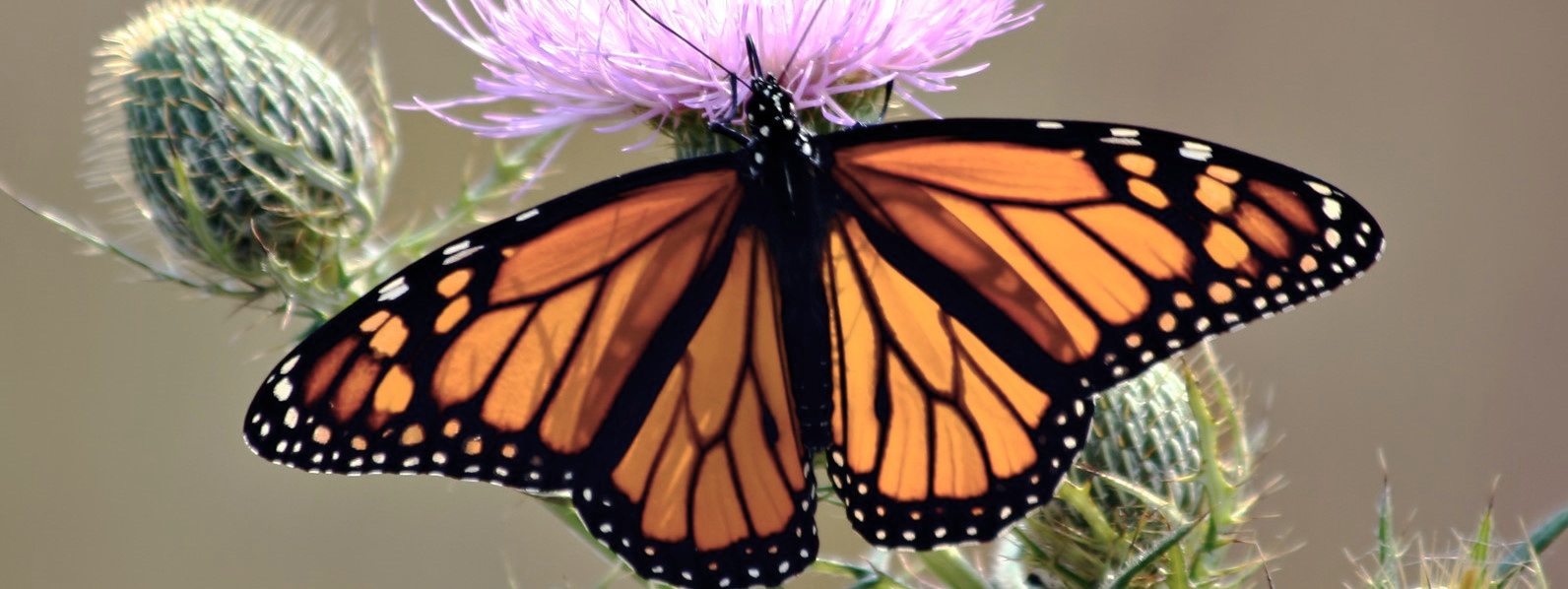 The+Butterfly.jpg