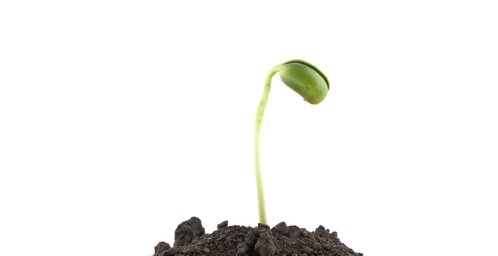 SeedsofHope.jpg