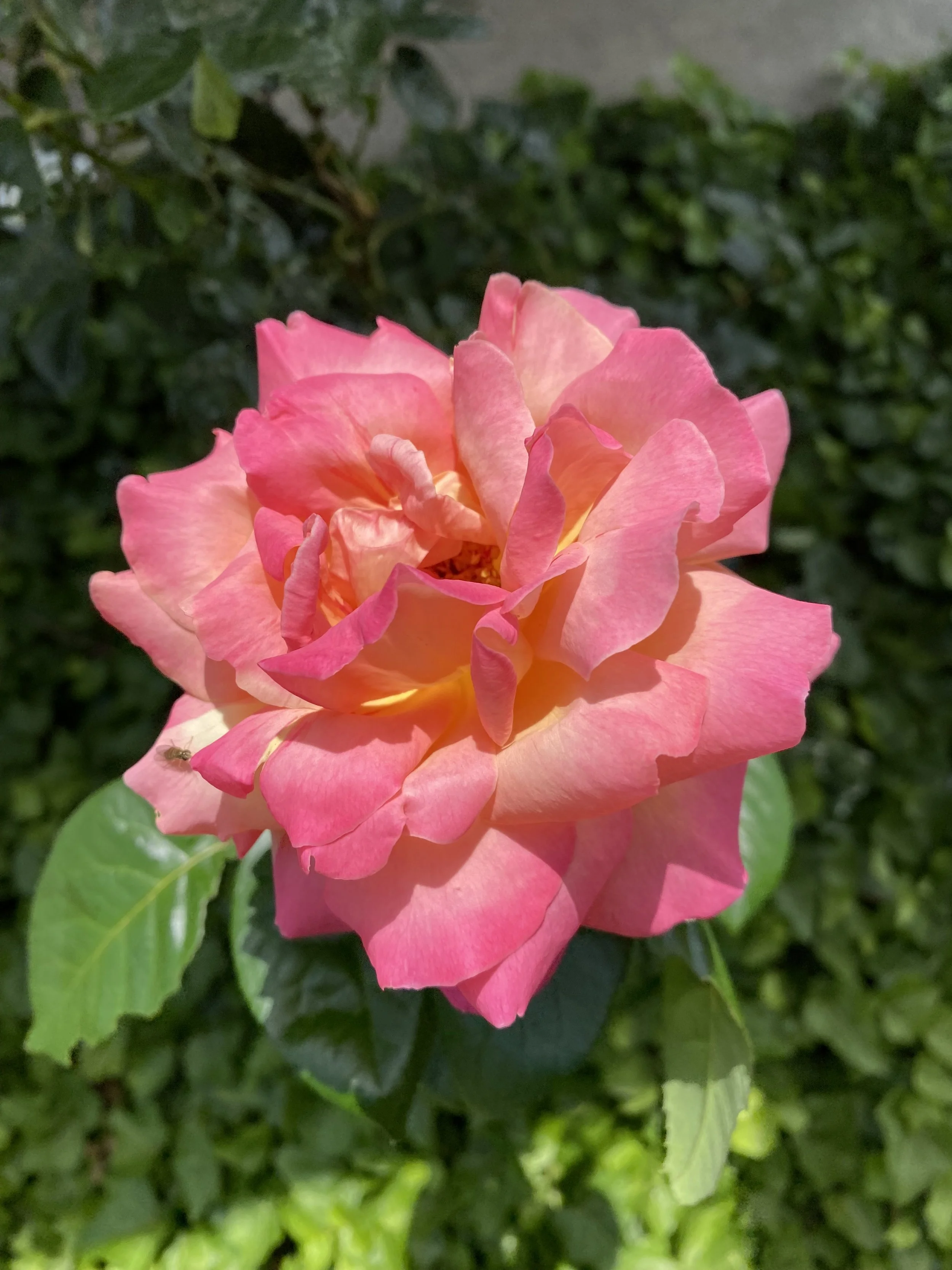 IMG_6088 - Rachel Hamman.jpeg