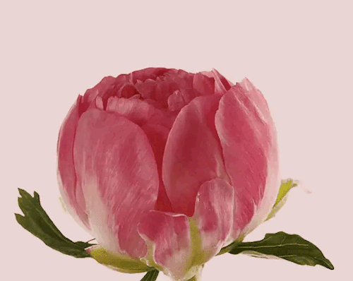 tumblr_p39zfqY17Z1v5yvewo1_500.gif