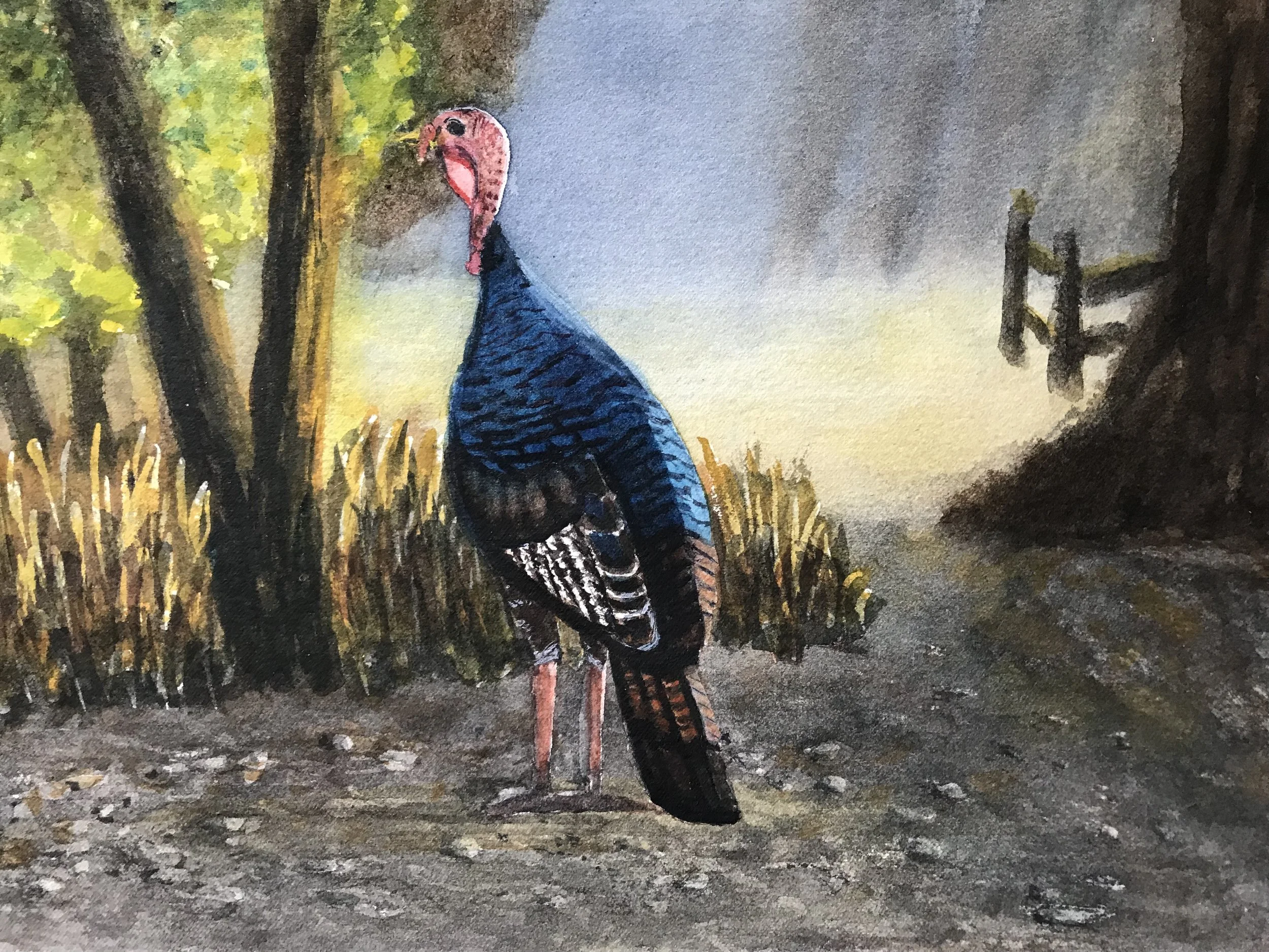 Wild Turkey